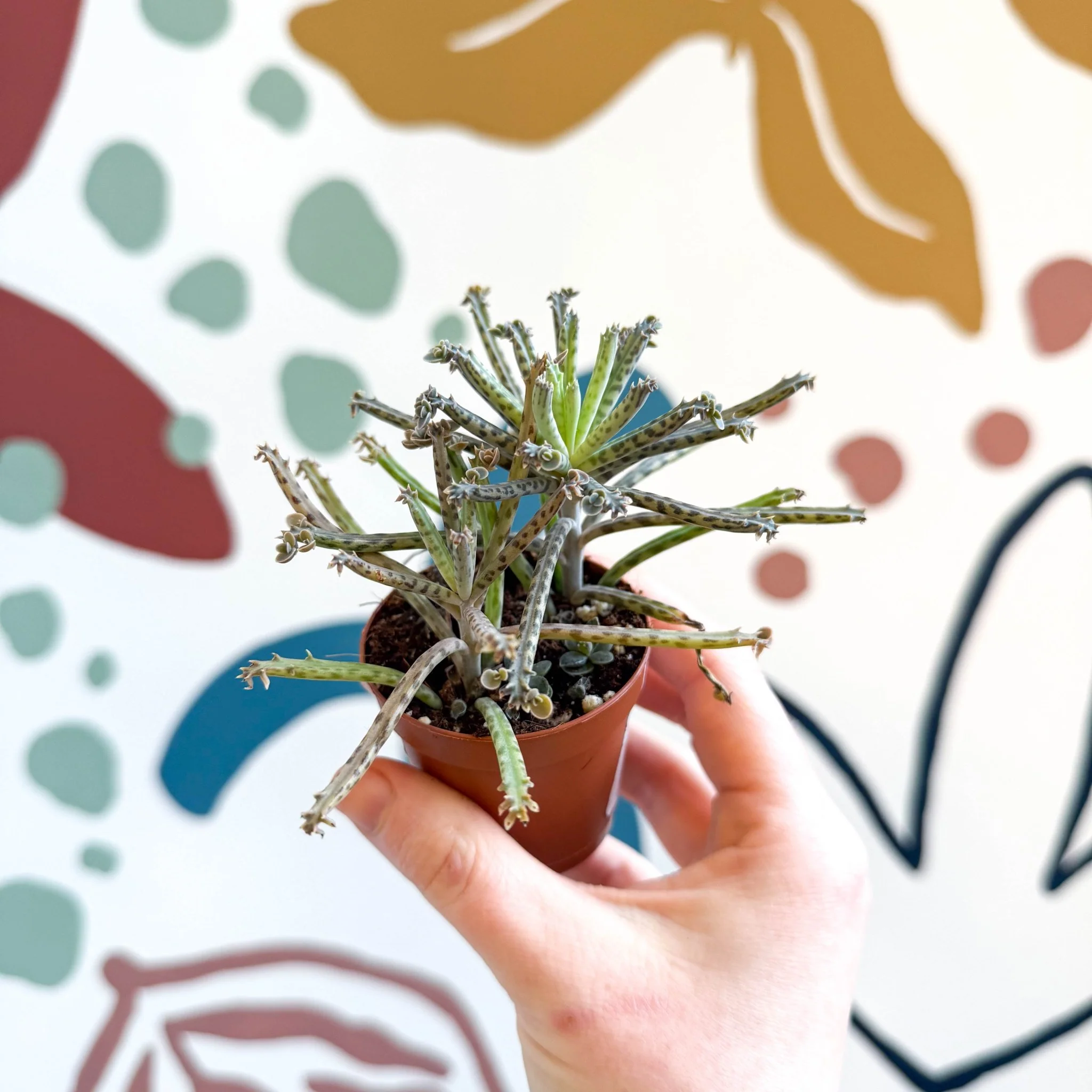 Kalanchoe delagoensis – Chandelier Plant - Image 11