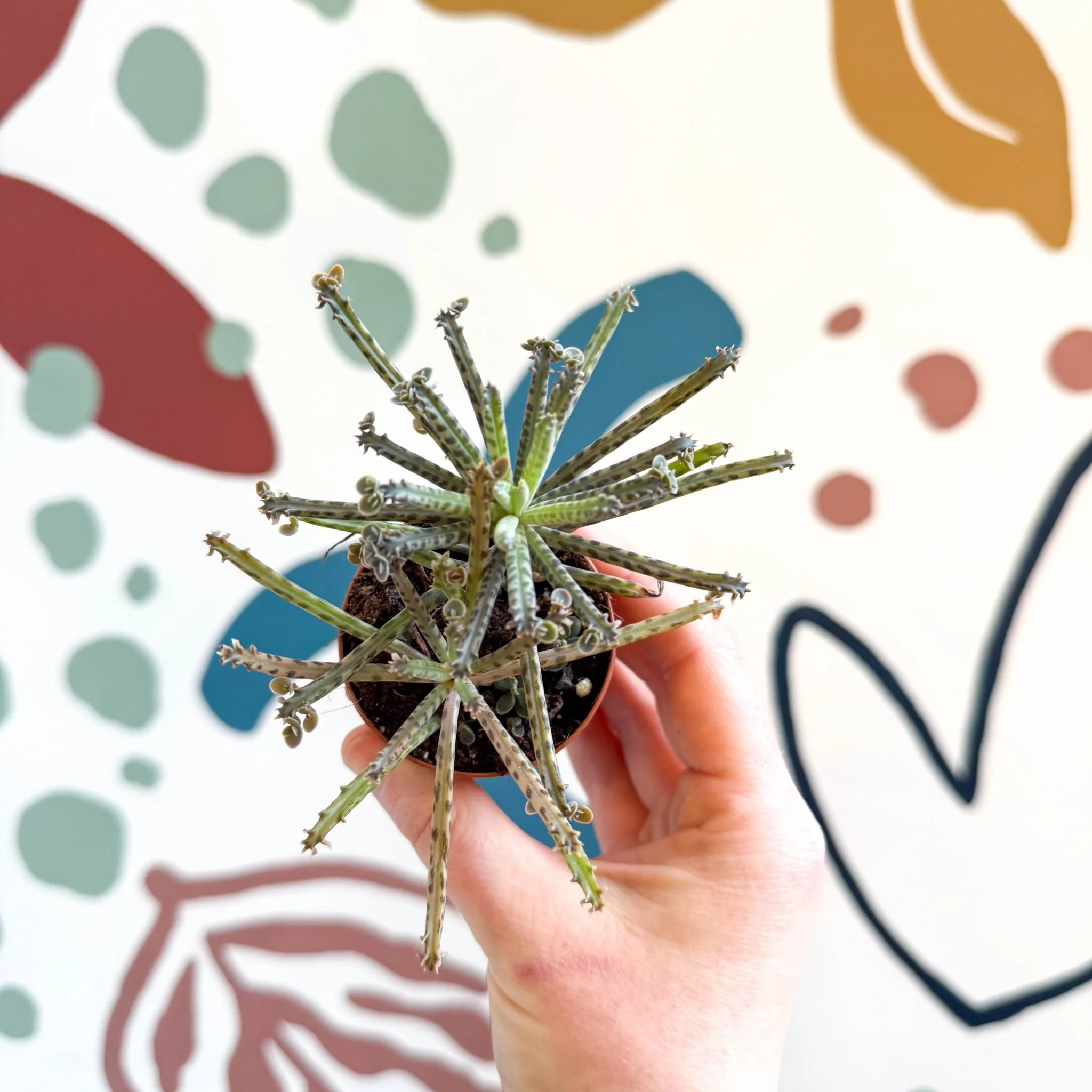 Kalanchoe delagoensis – Chandelier Plant - Image 2