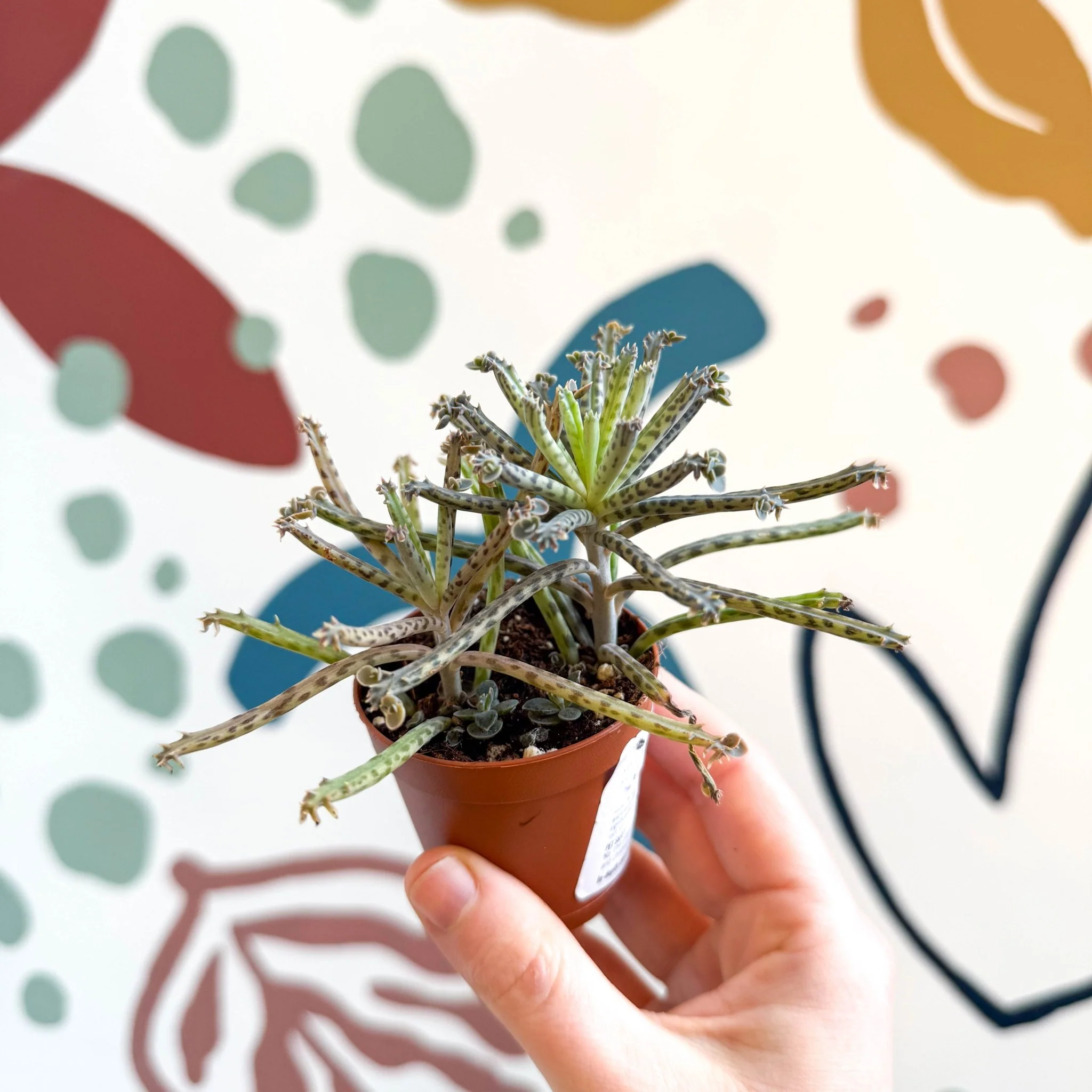 Kalanchoe delagoensis – Chandelier Plant - Image 3