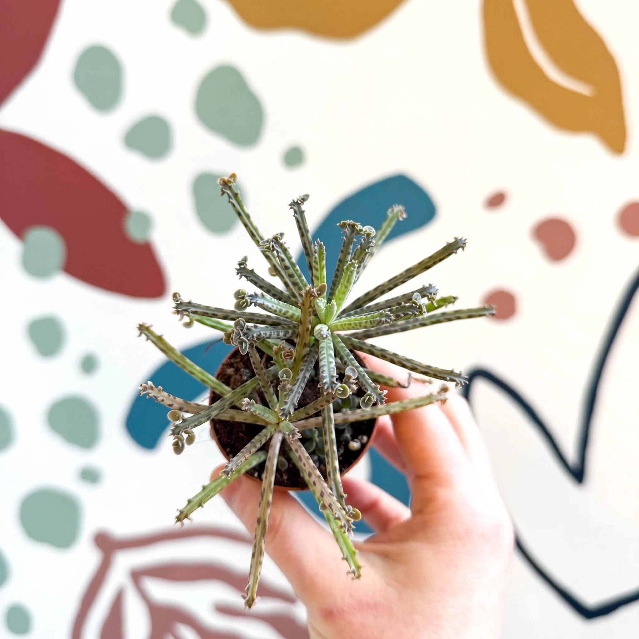 Kalanchoe delagoensis – Chandelier Plant - Image 4