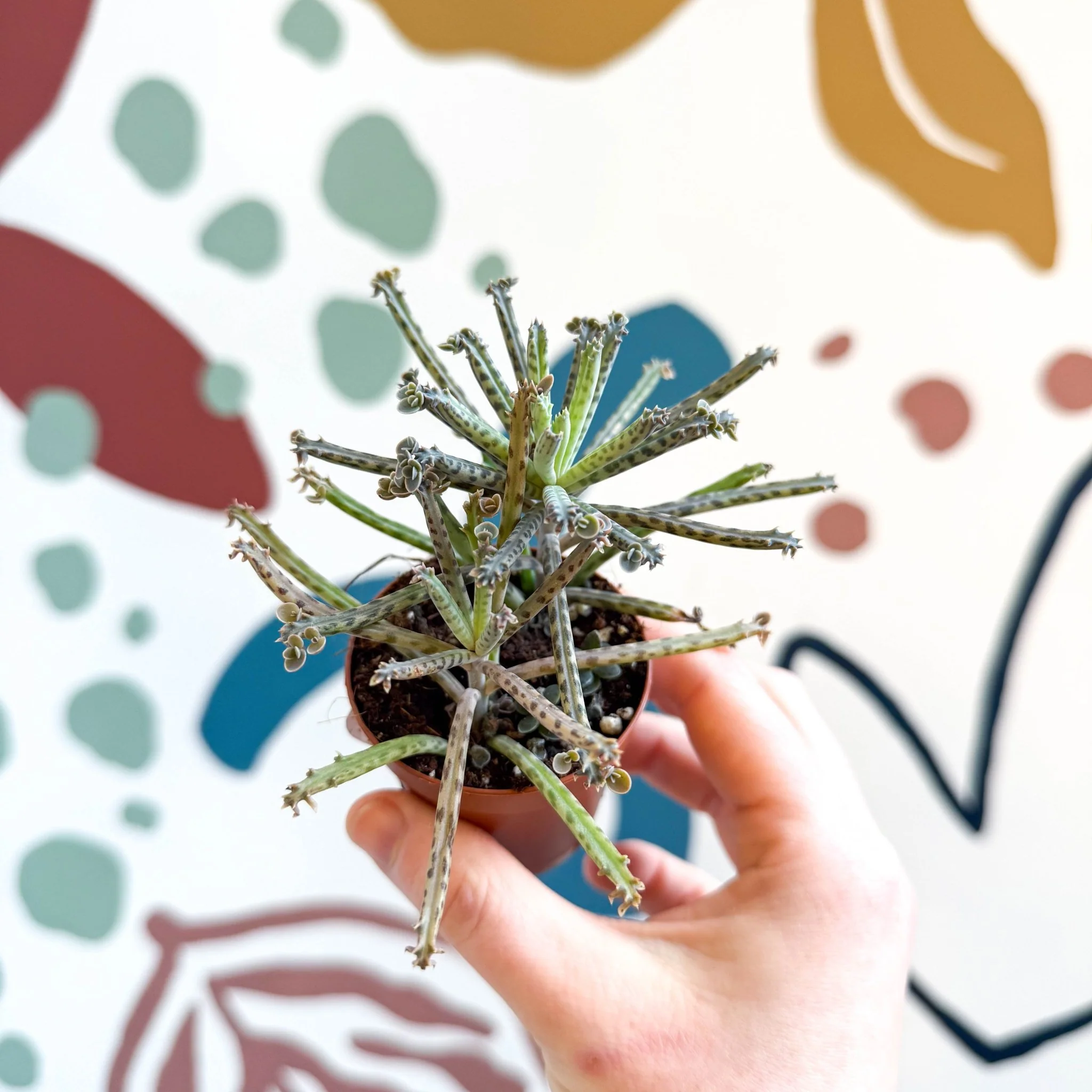 Kalanchoe delagoensis – Chandelier Plant - Image 5