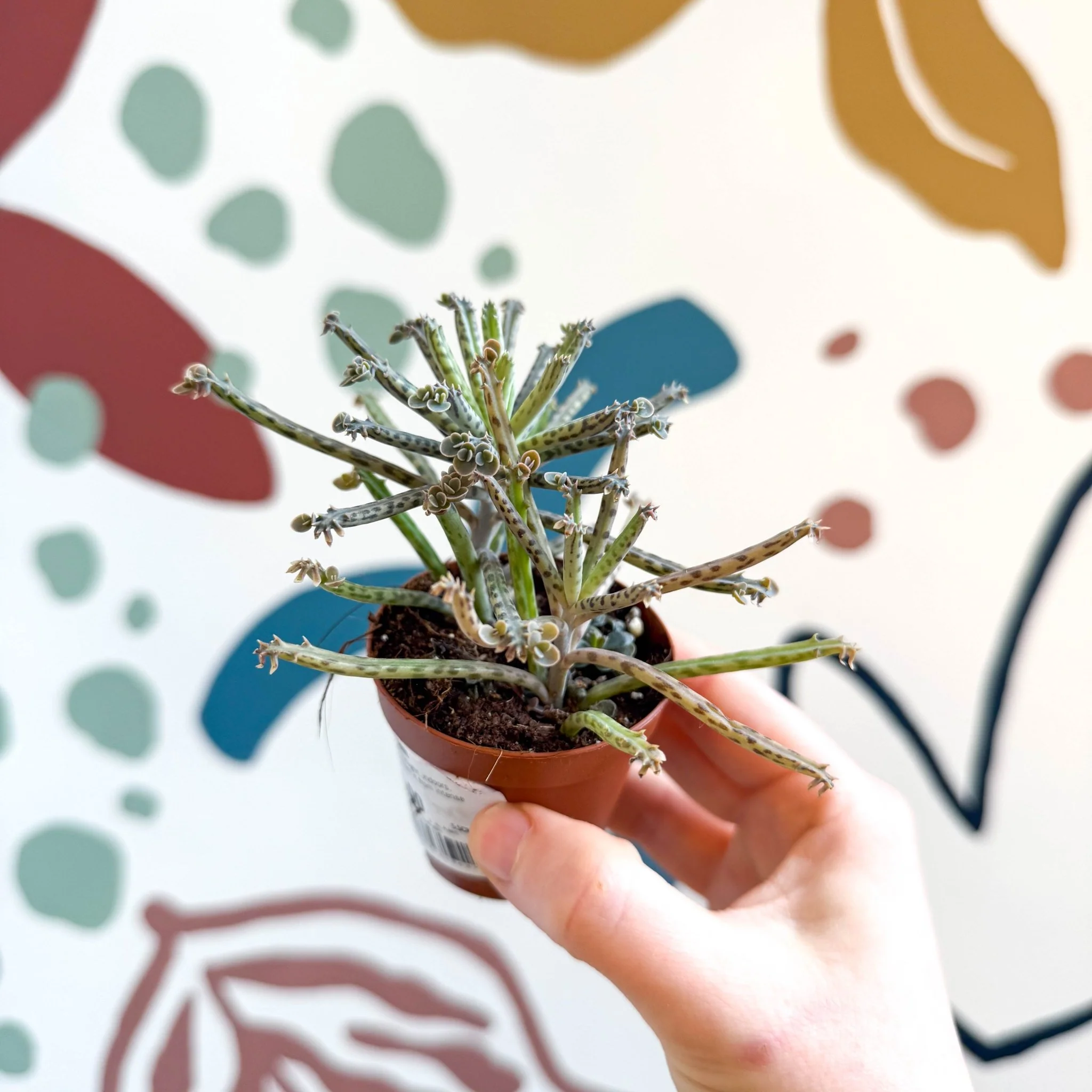 Kalanchoe delagoensis – Chandelier Plant - Image 6