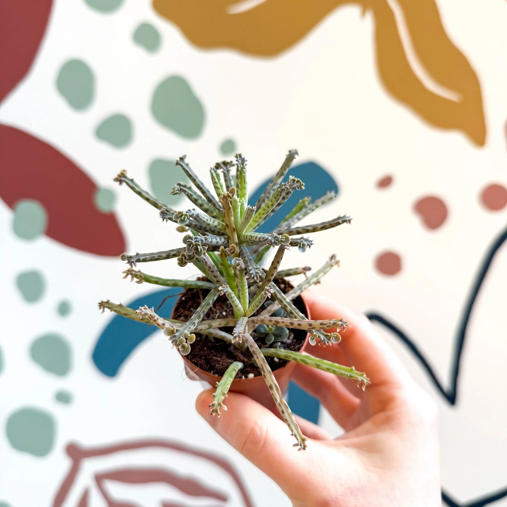 Kalanchoe delagoensis – Chandelier Plant - Image 8