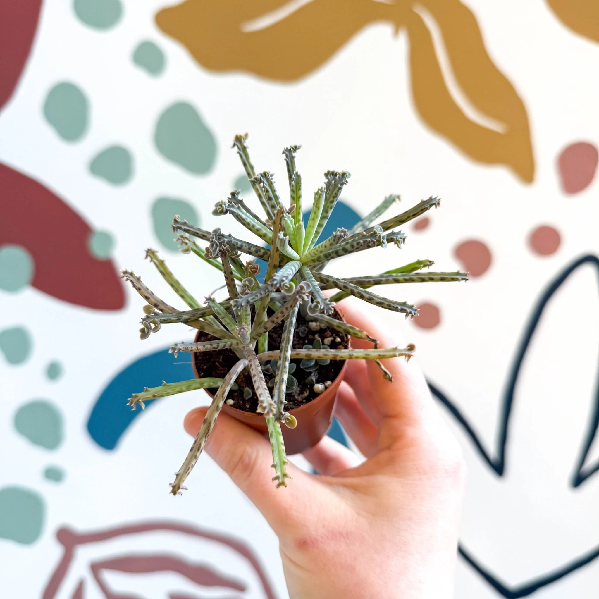 Kalanchoe delagoensis – Chandelier Plant - Image 9
