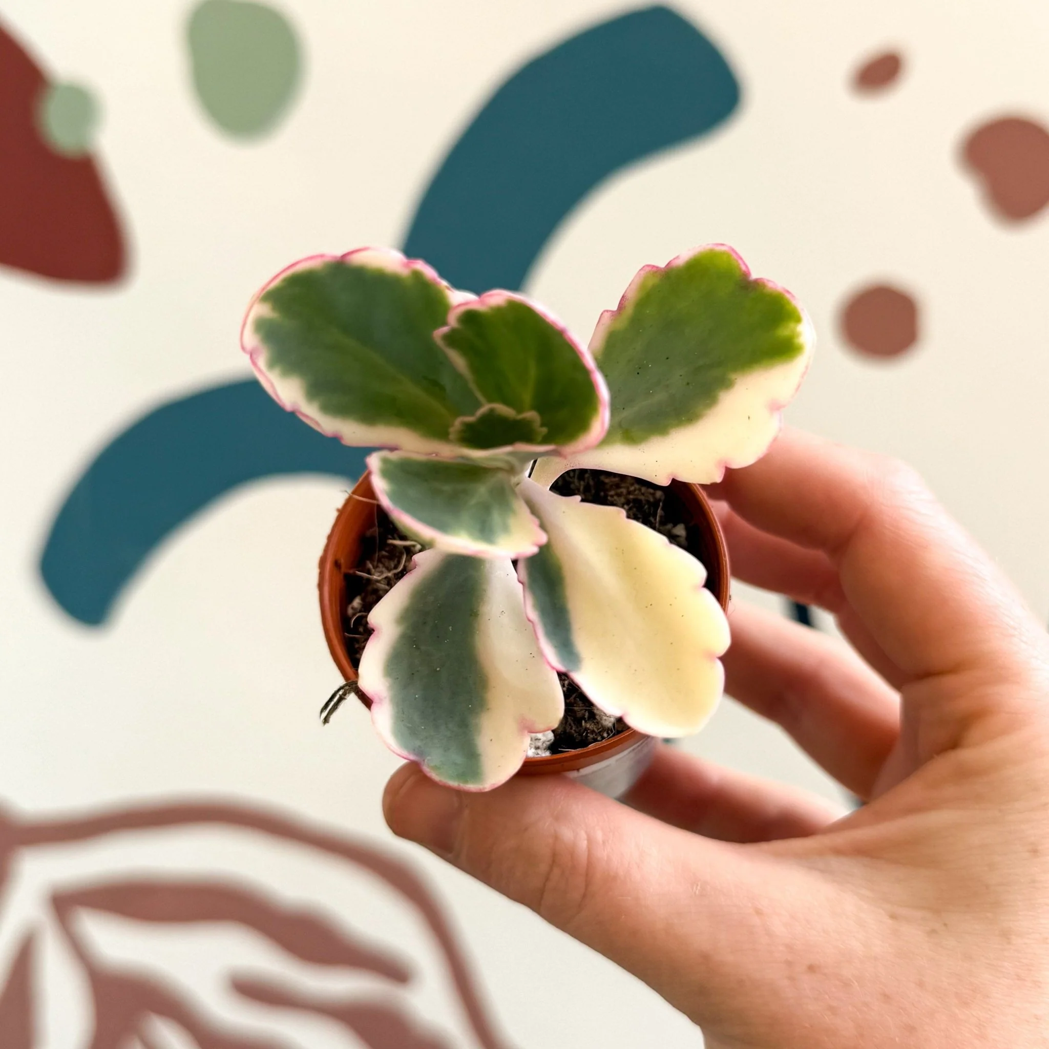 Kalanchoe fedtschenkoi variegata - Variegated Lavender Scallops