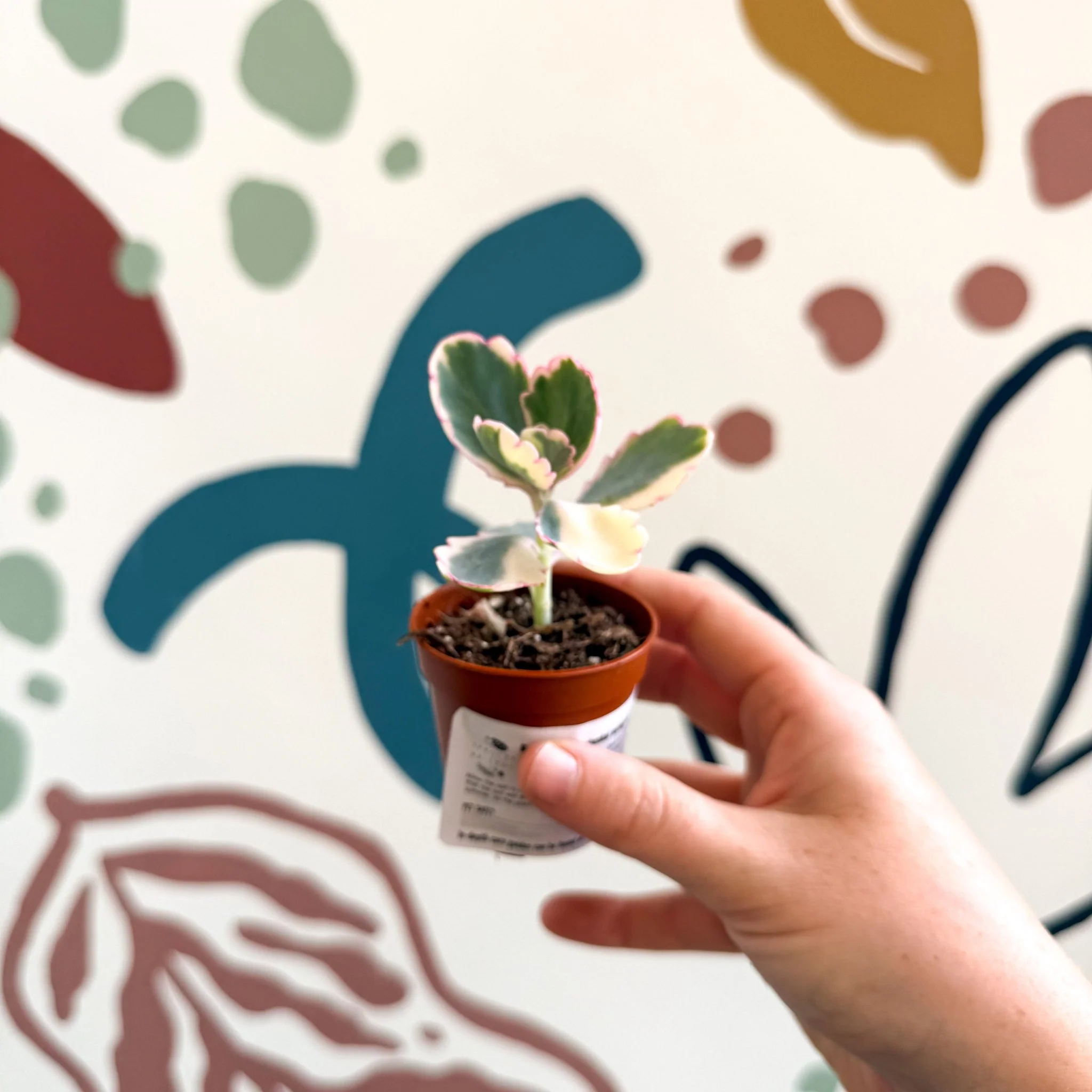 Kalanchoe fedtschenkoi variegata - Variegated Lavender Scallops - Image 10