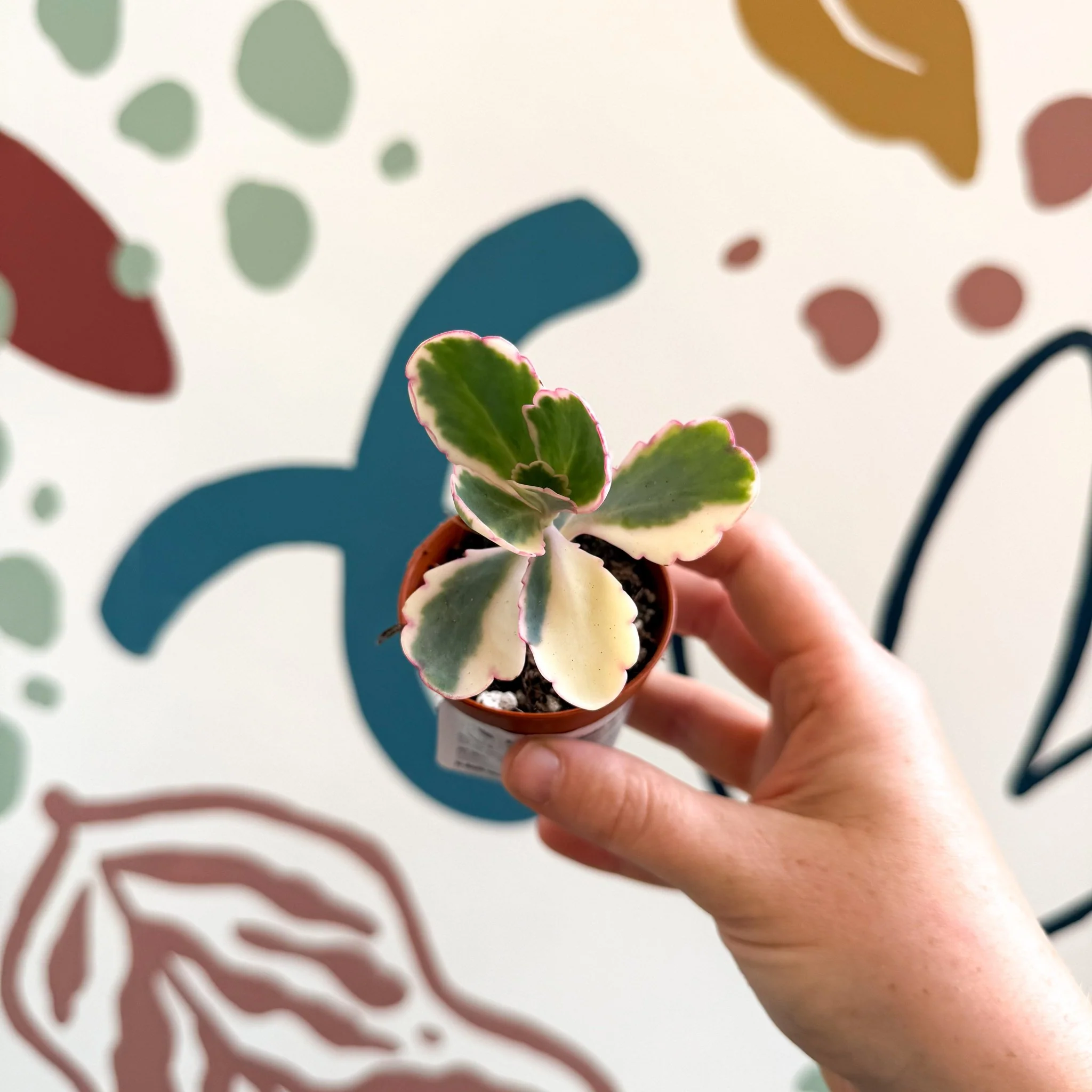 Kalanchoe fedtschenkoi variegata - Variegated Lavender Scallops - Image 11