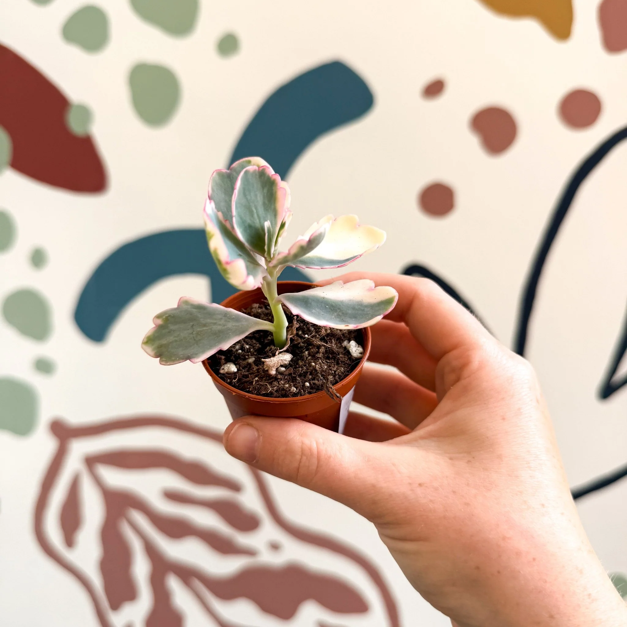 Kalanchoe fedtschenkoi variegata - Variegated Lavender Scallops - Image 6