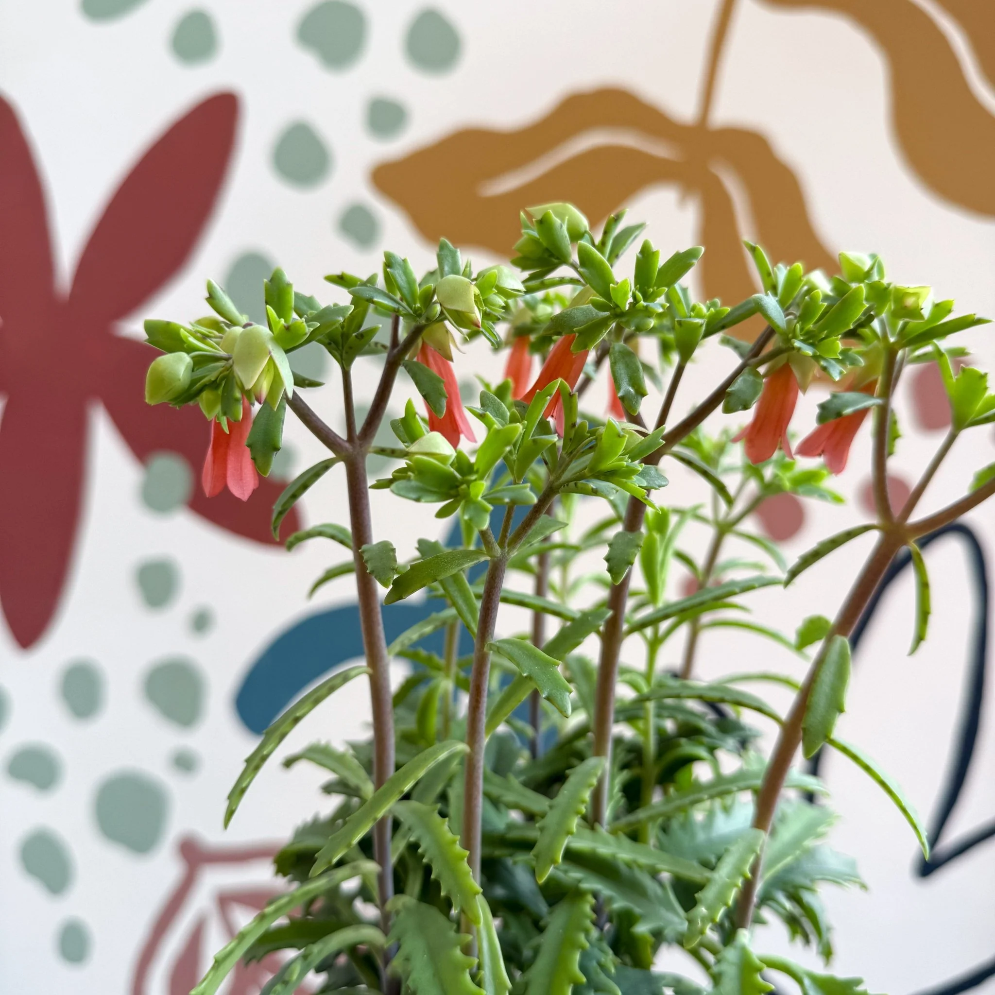 Kalanchoe ‘Lucky Bells’ – Pendant Bellflower Kalanchoe - Image 12
