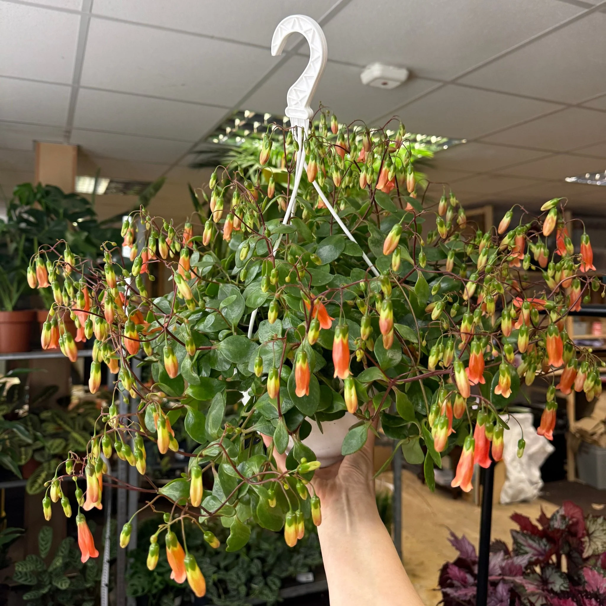 Kalanchoe ‘Mariko’