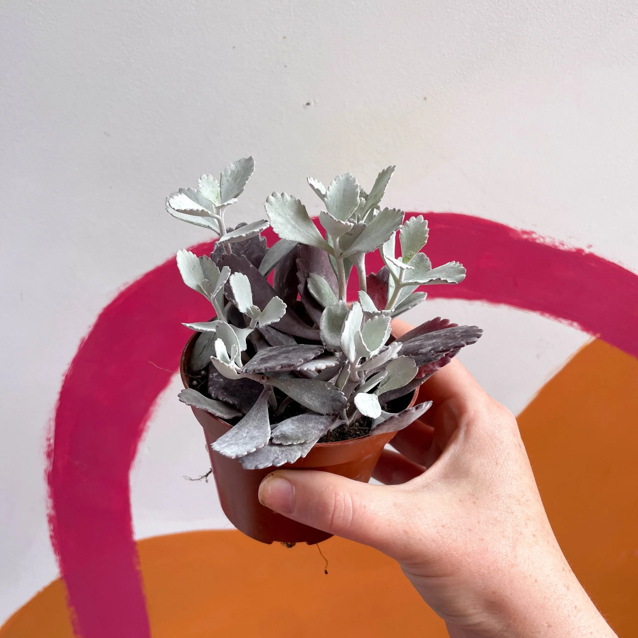 Kalanchoe pumila – Flower Dust Plant