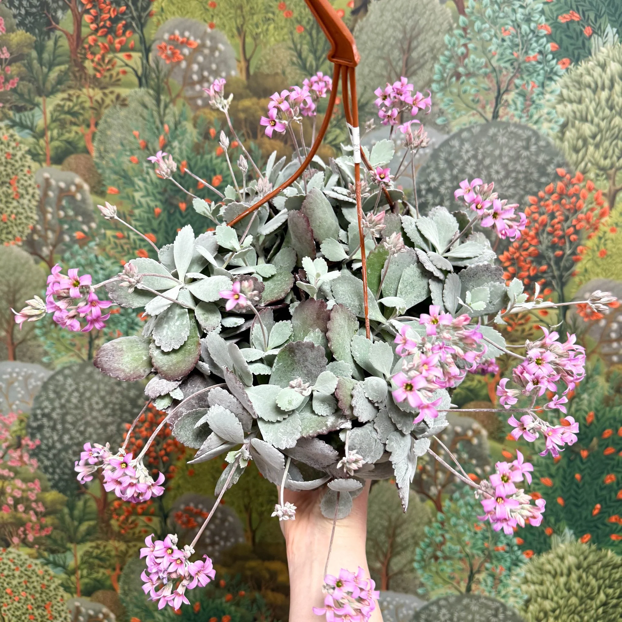 Kalanchoe pumila – Flower Dust Plant - Image 10