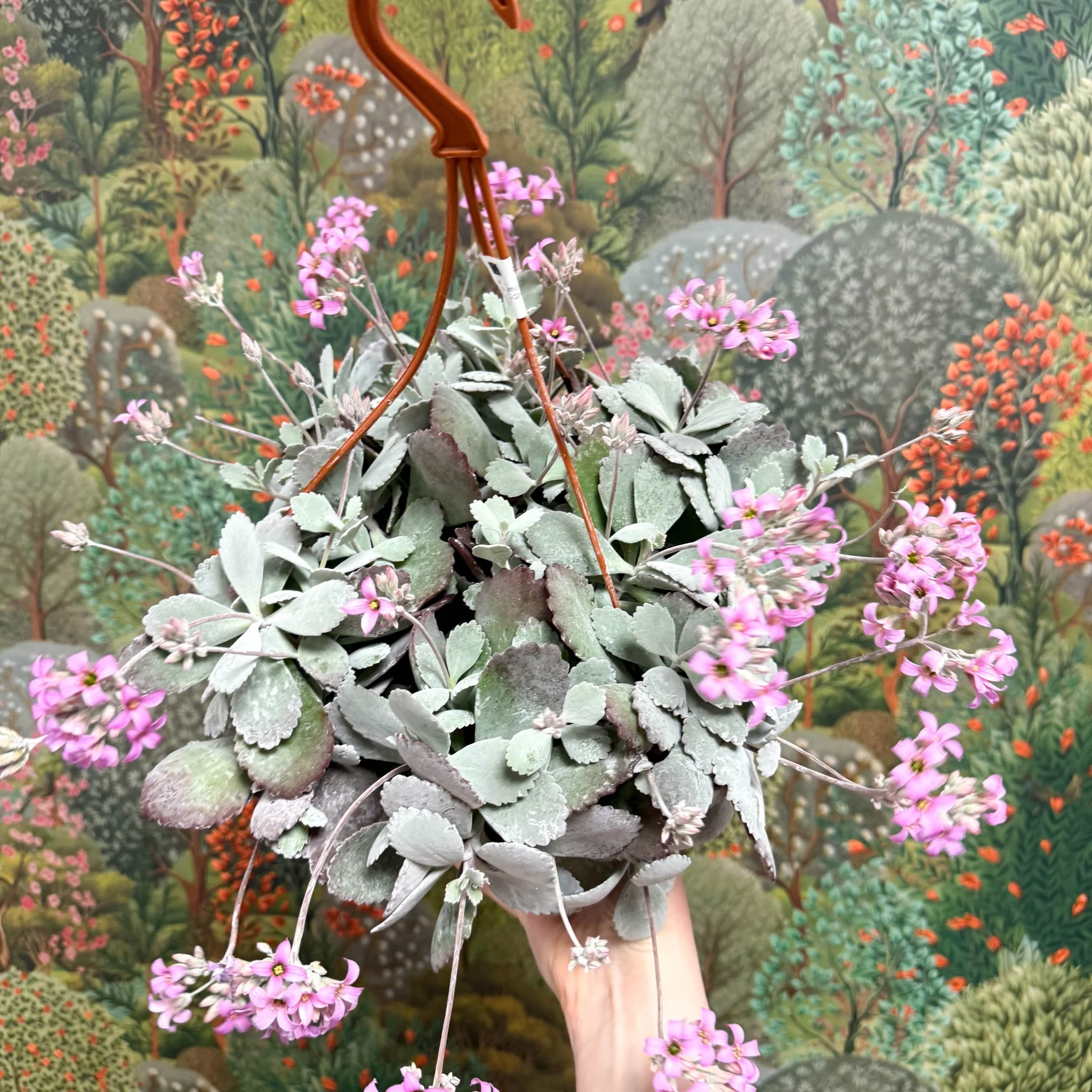 Kalanchoe pumila – Flower Dust Plant - Image 11