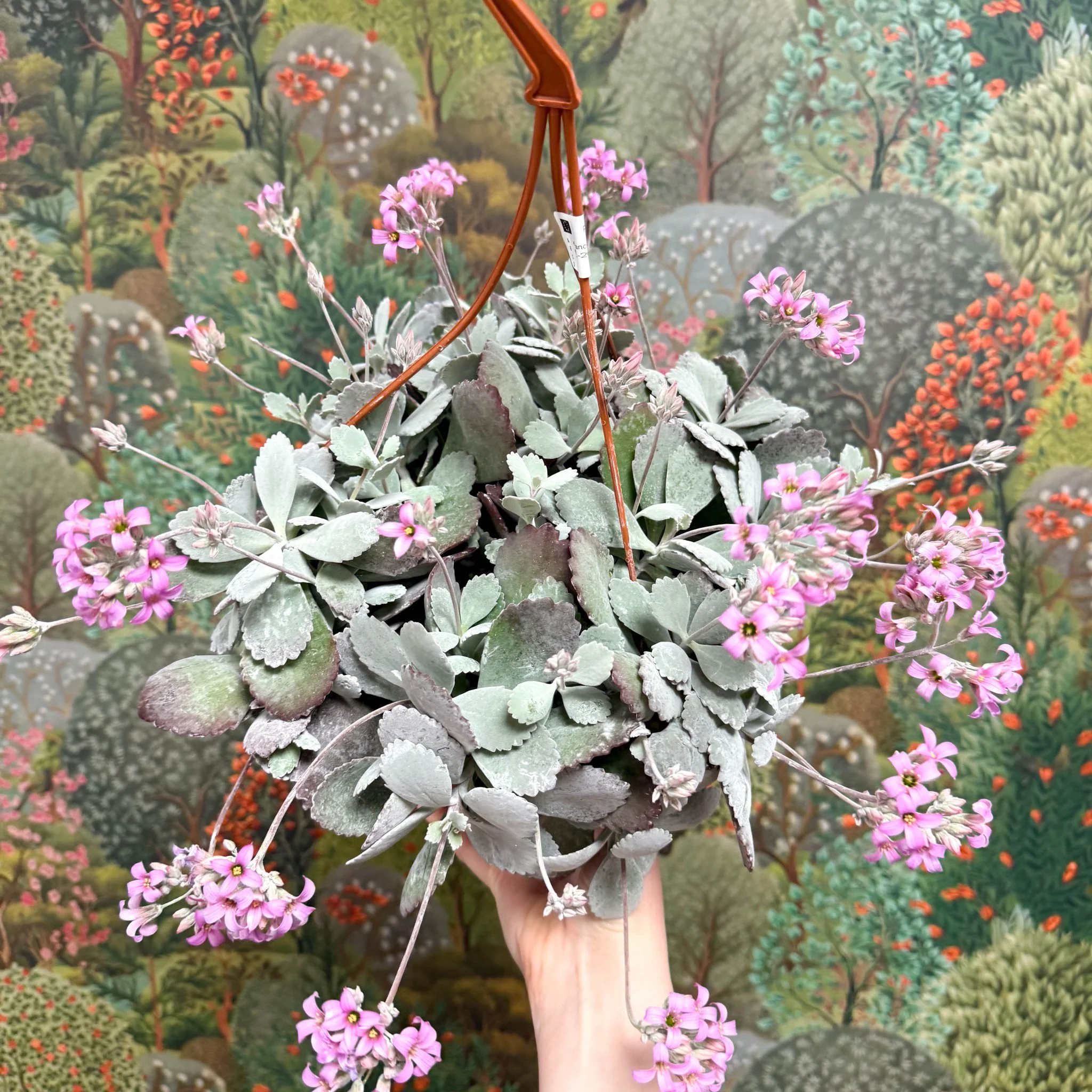 Kalanchoe pumila – Flower Dust Plant - Image 12