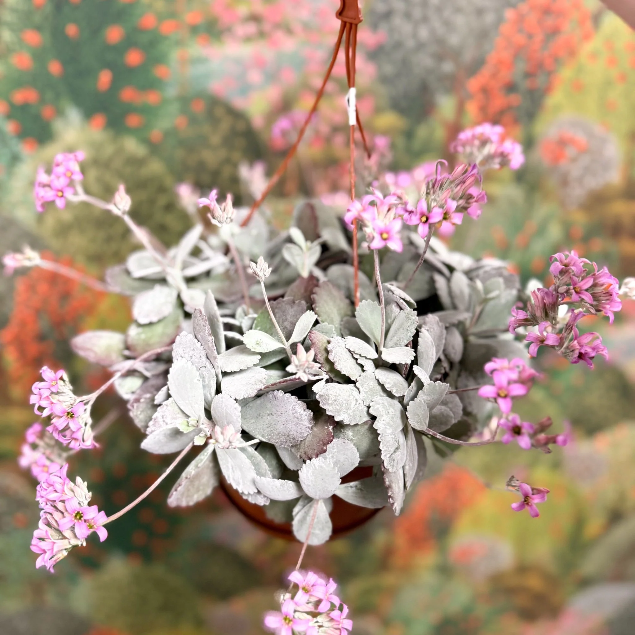 Kalanchoe pumila – Flower Dust Plant - Image 13