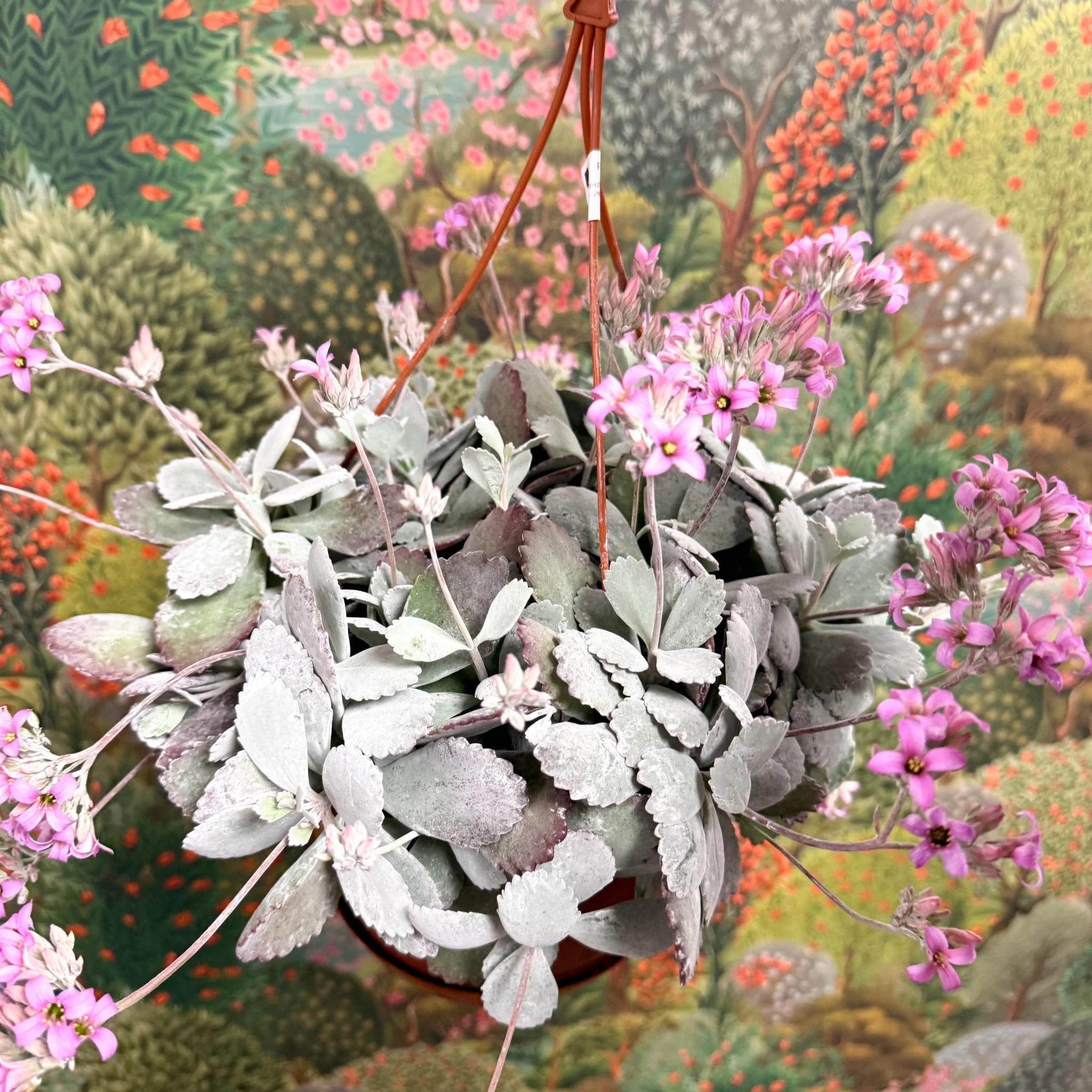 Kalanchoe pumila – Flower Dust Plant - Image 14