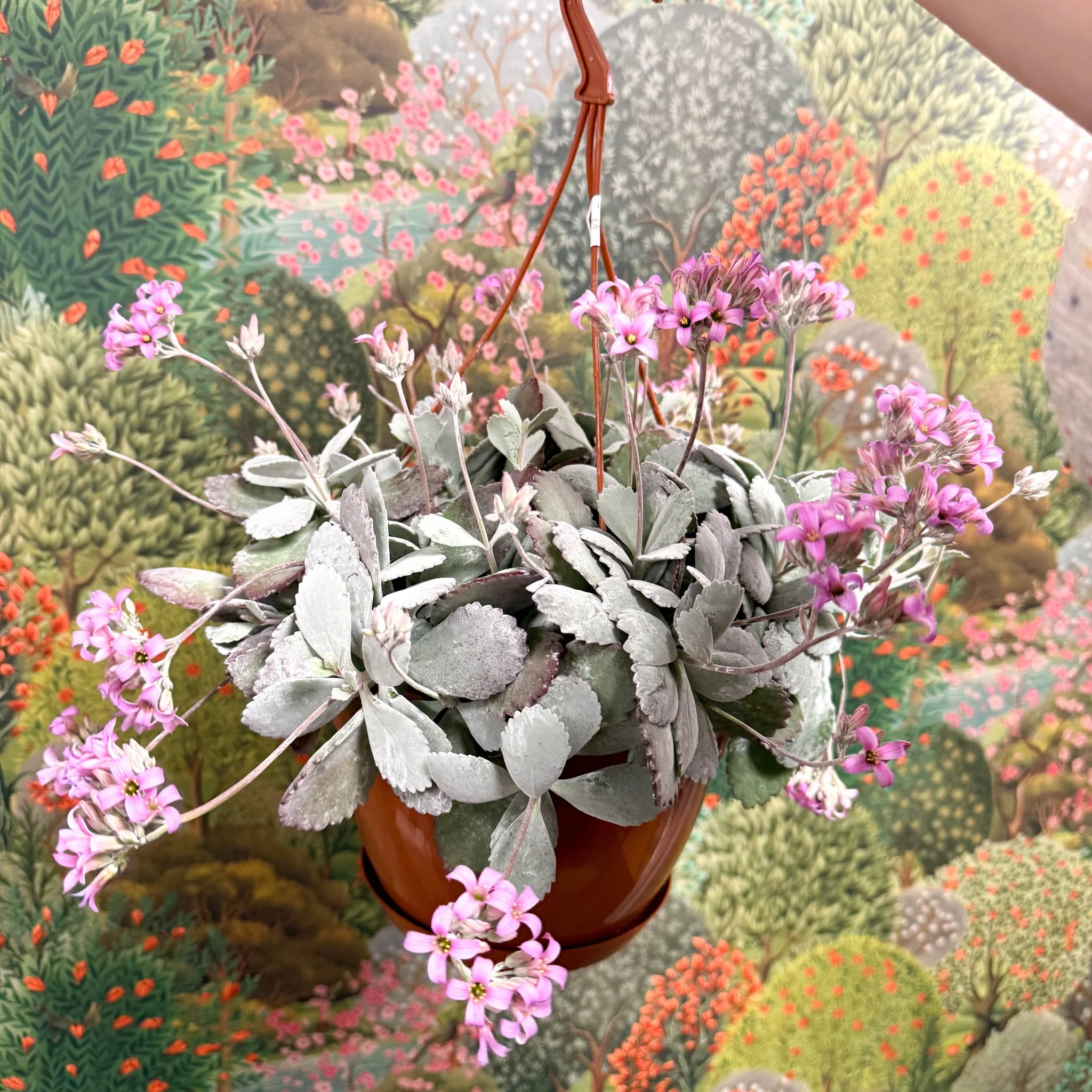 Kalanchoe pumila – Flower Dust Plant - Image 15