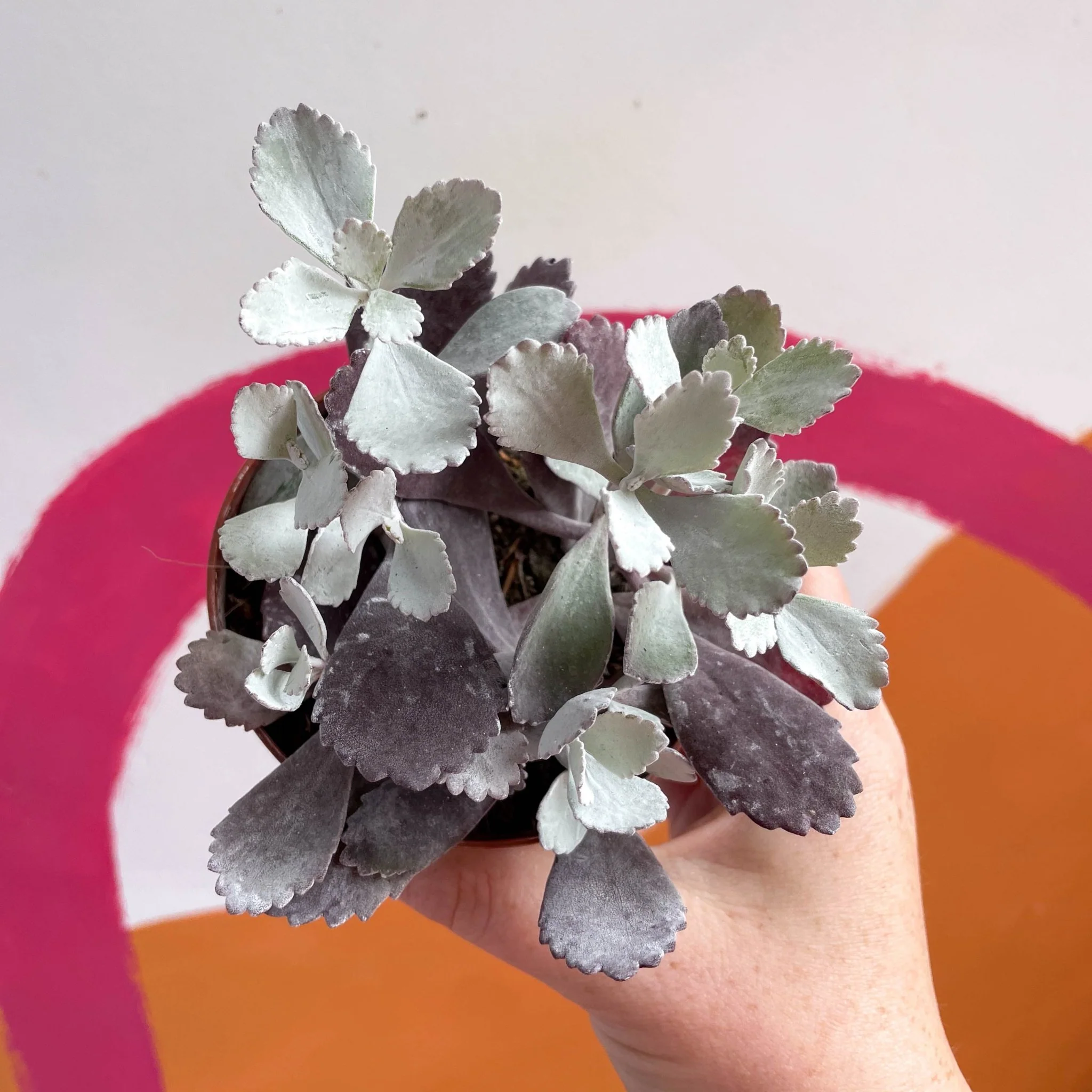 Kalanchoe pumila – Flower Dust Plant - Image 2