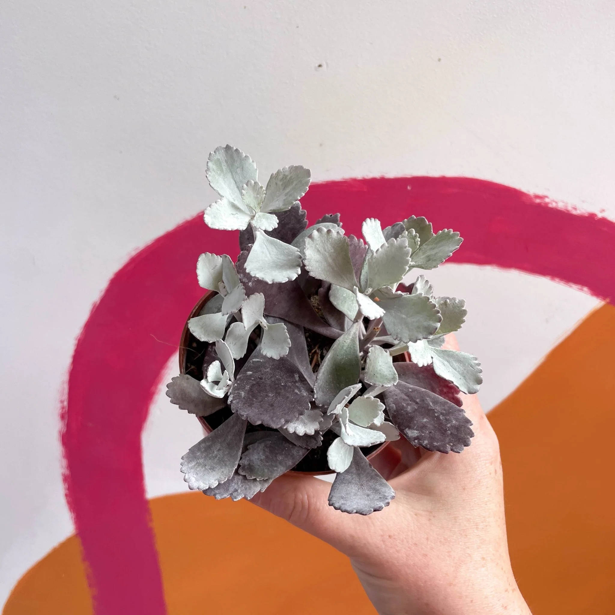 Kalanchoe pumila – Flower Dust Plant - Image 3