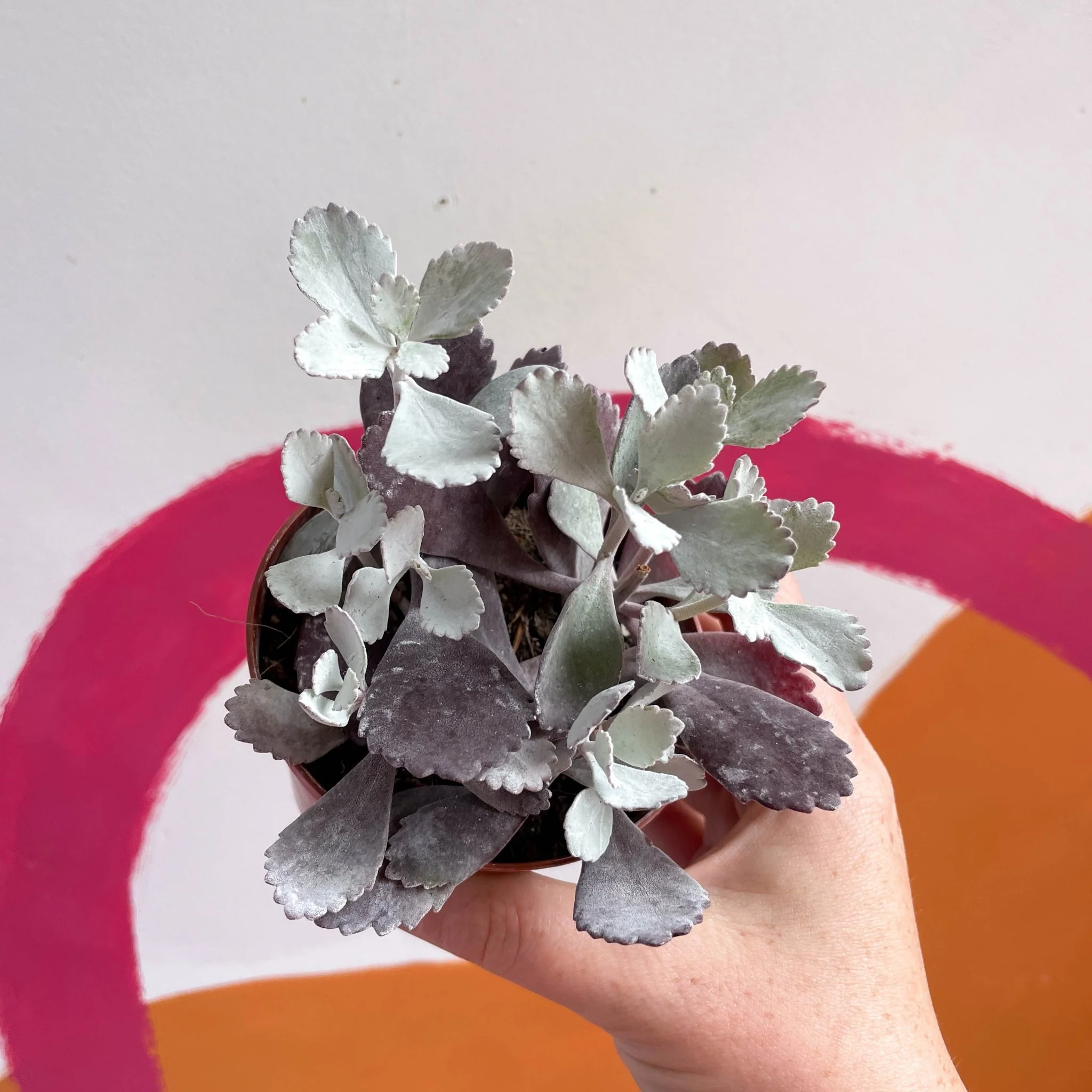 Kalanchoe pumila – Flower Dust Plant - Image 4