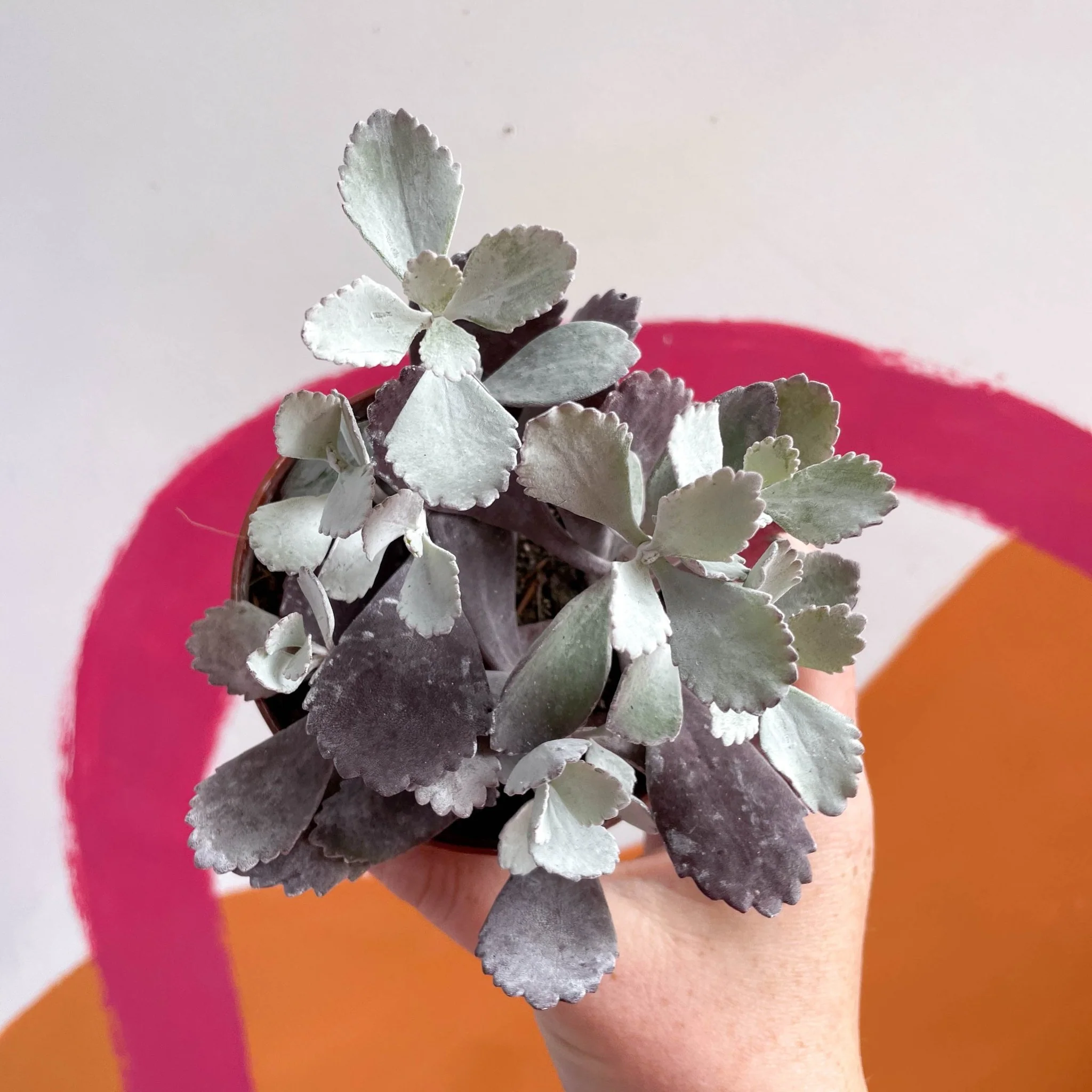 Kalanchoe pumila – Flower Dust Plant - Image 5