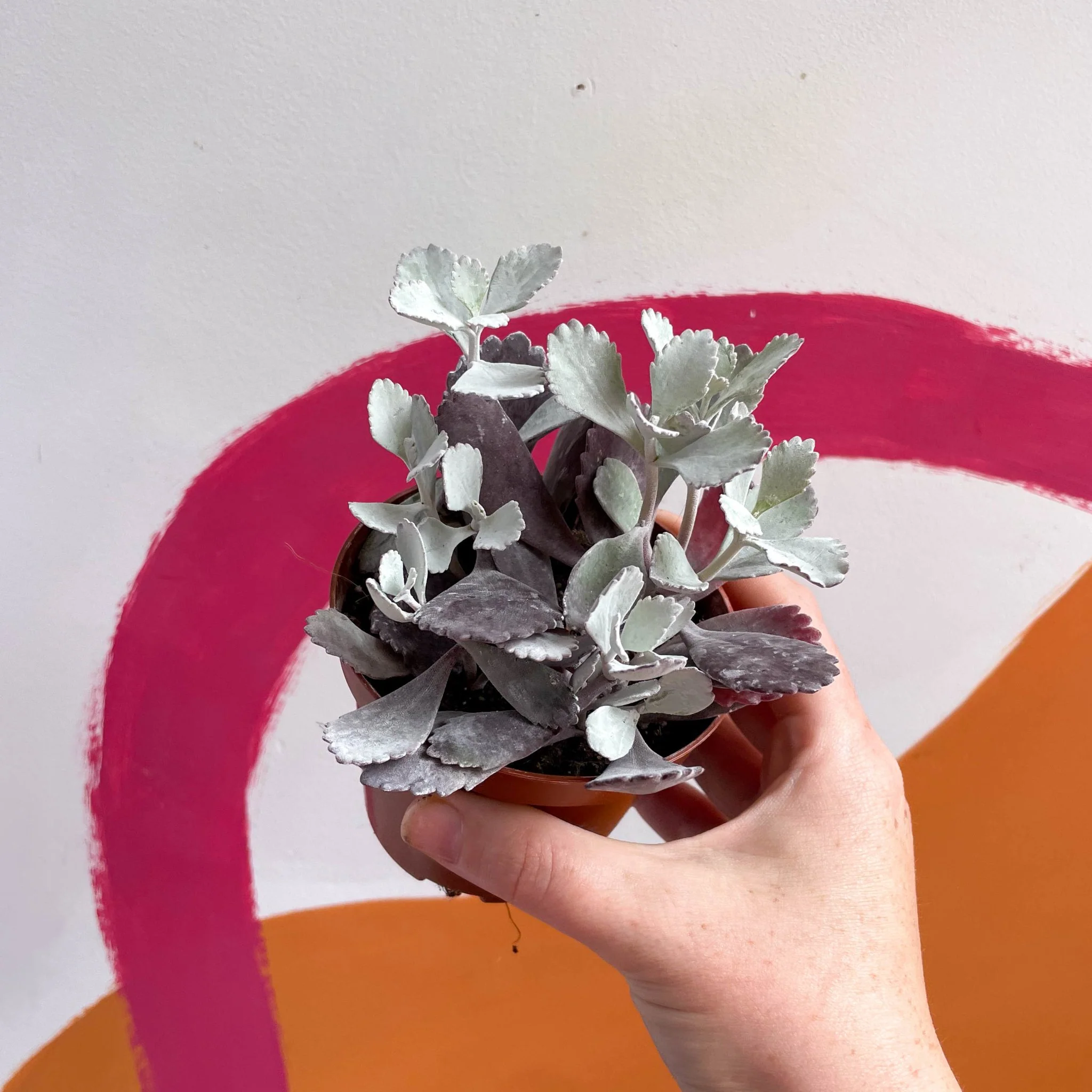 Kalanchoe pumila – Flower Dust Plant - Image 6