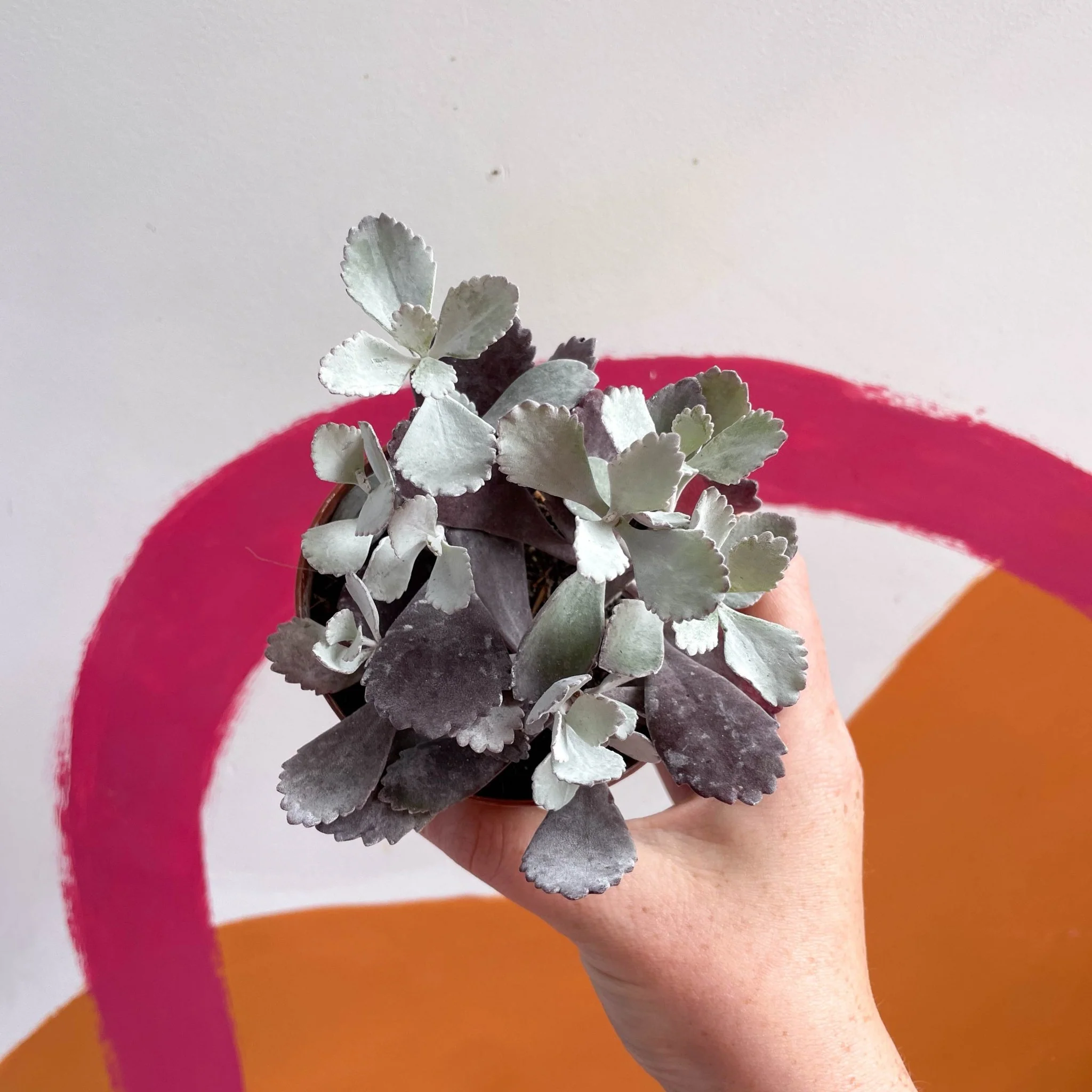 Kalanchoe pumila – Flower Dust Plant - Image 7