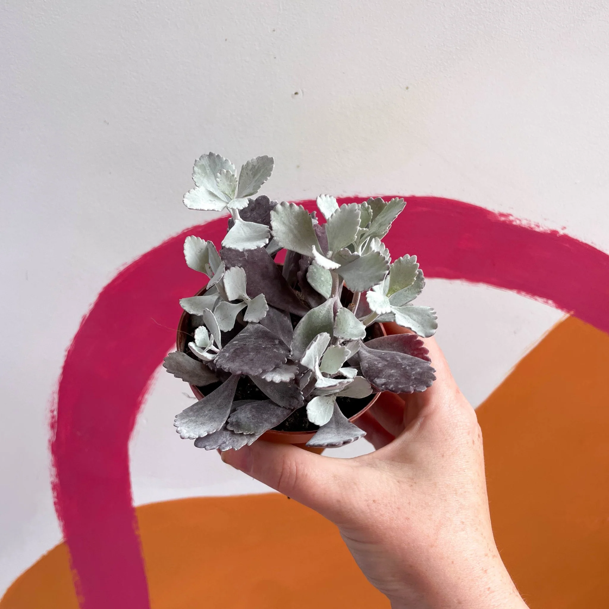 Kalanchoe pumila – Flower Dust Plant - Image 8