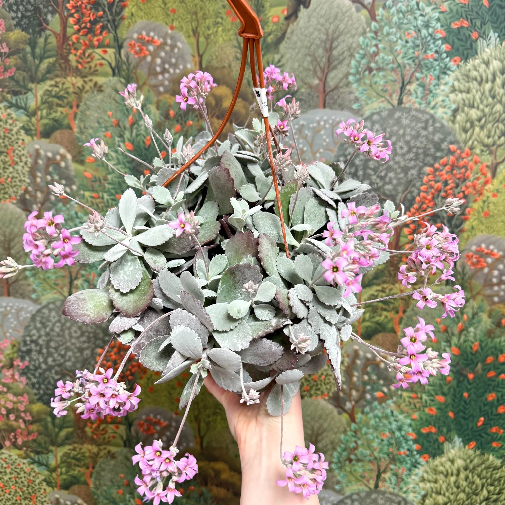 Kalanchoe pumila – Flower Dust Plant - Image 9