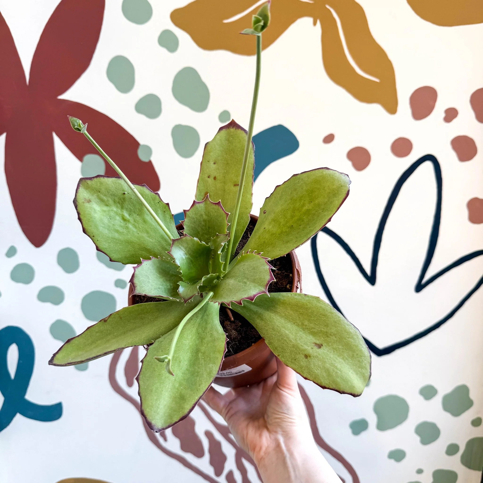 Kalanchoe synsepala – Walking Kalanchoe