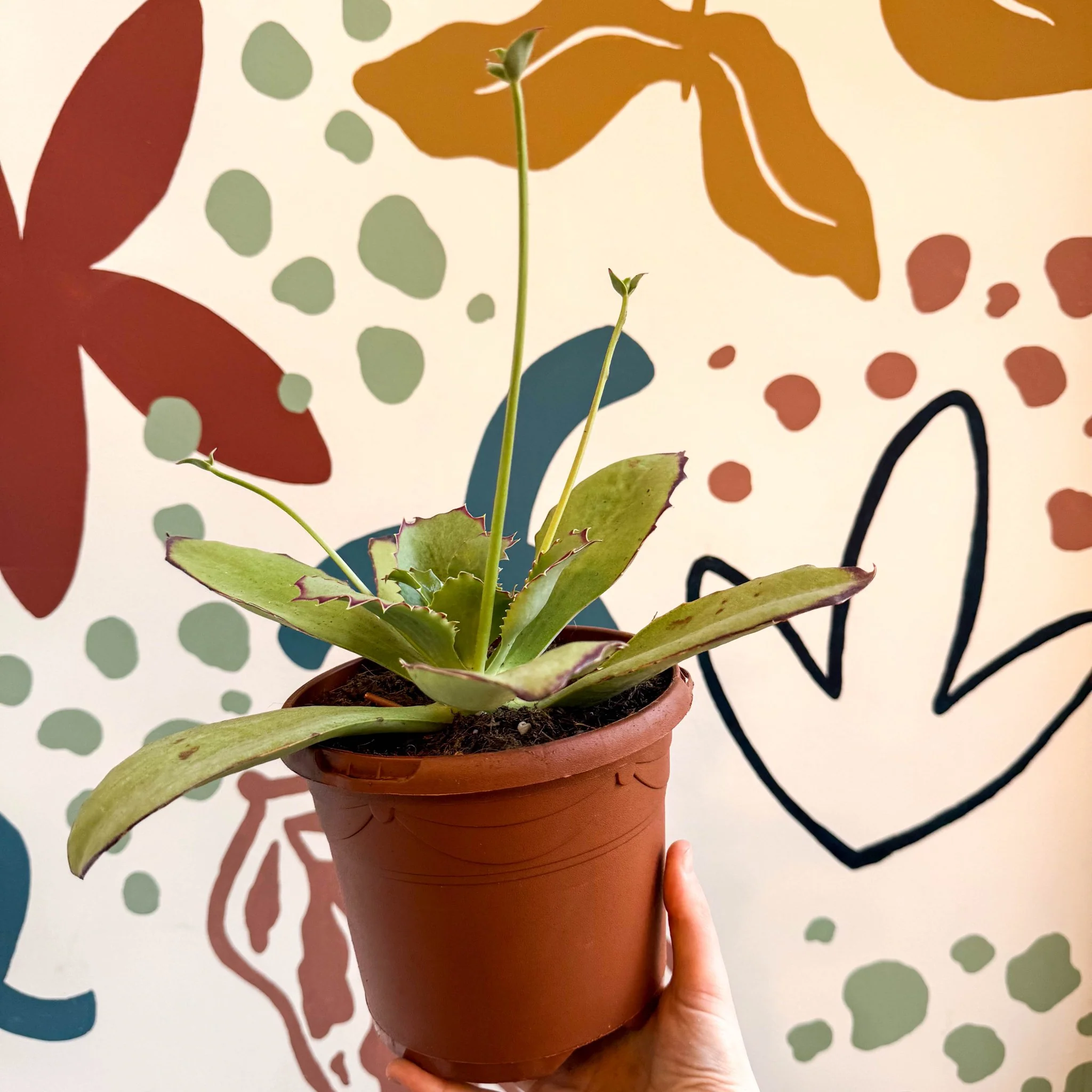 Kalanchoe synsepala – Walking Kalanchoe - Image 10