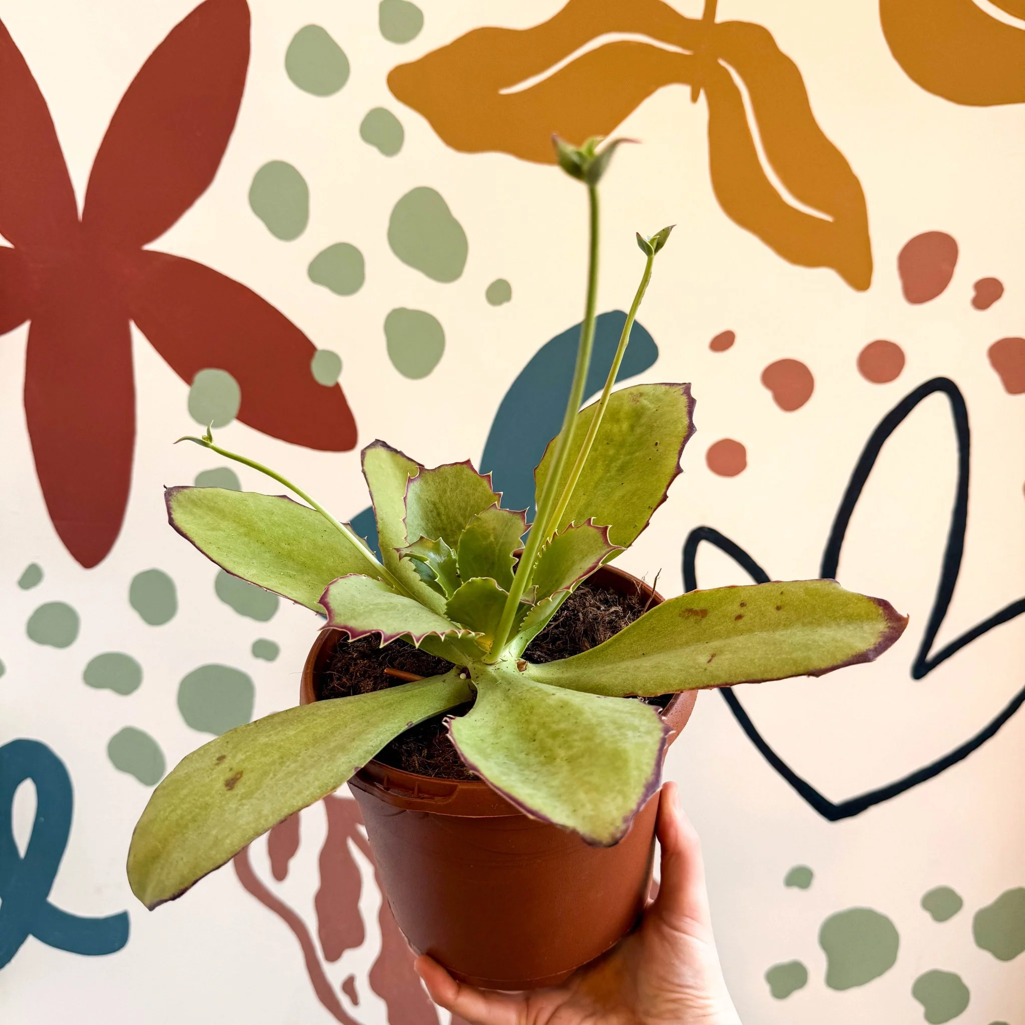 Kalanchoe synsepala – Walking Kalanchoe - Image 11