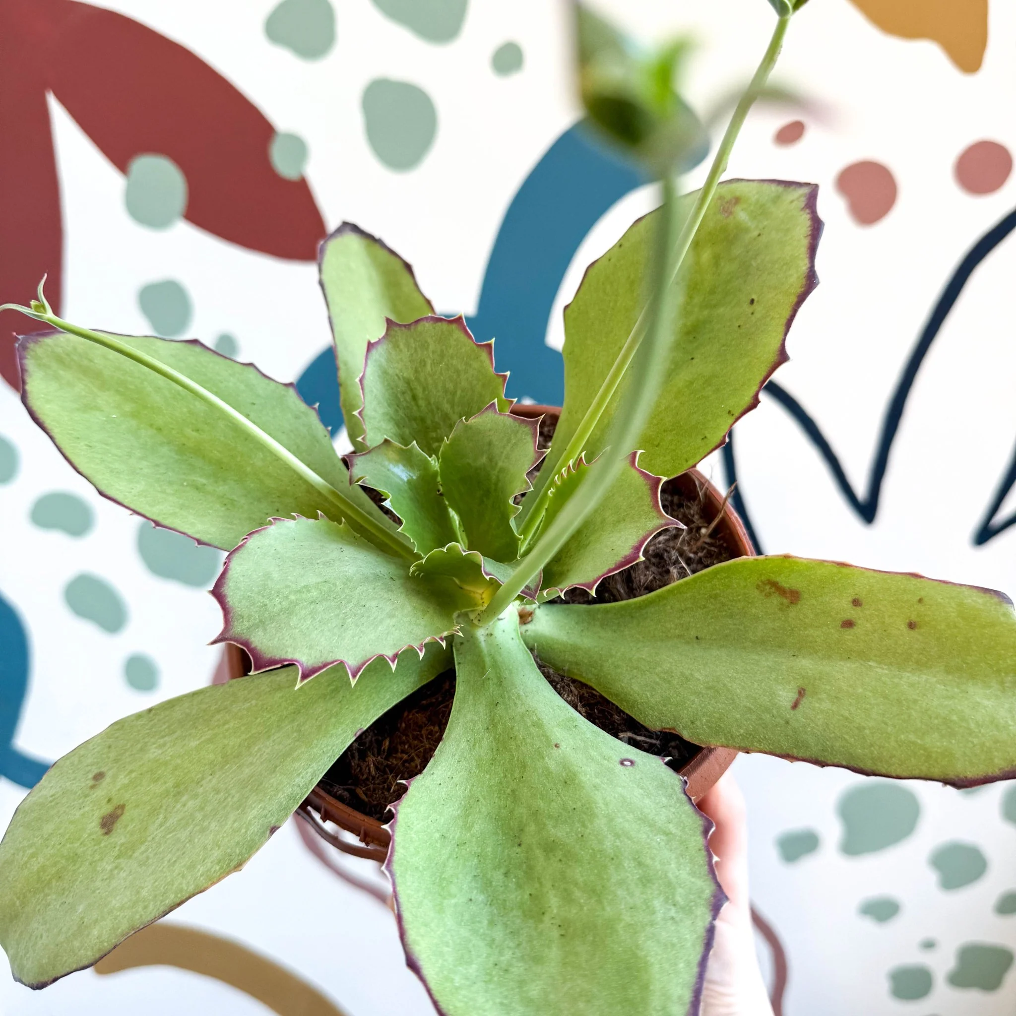 Kalanchoe synsepala – Walking Kalanchoe - Image 12