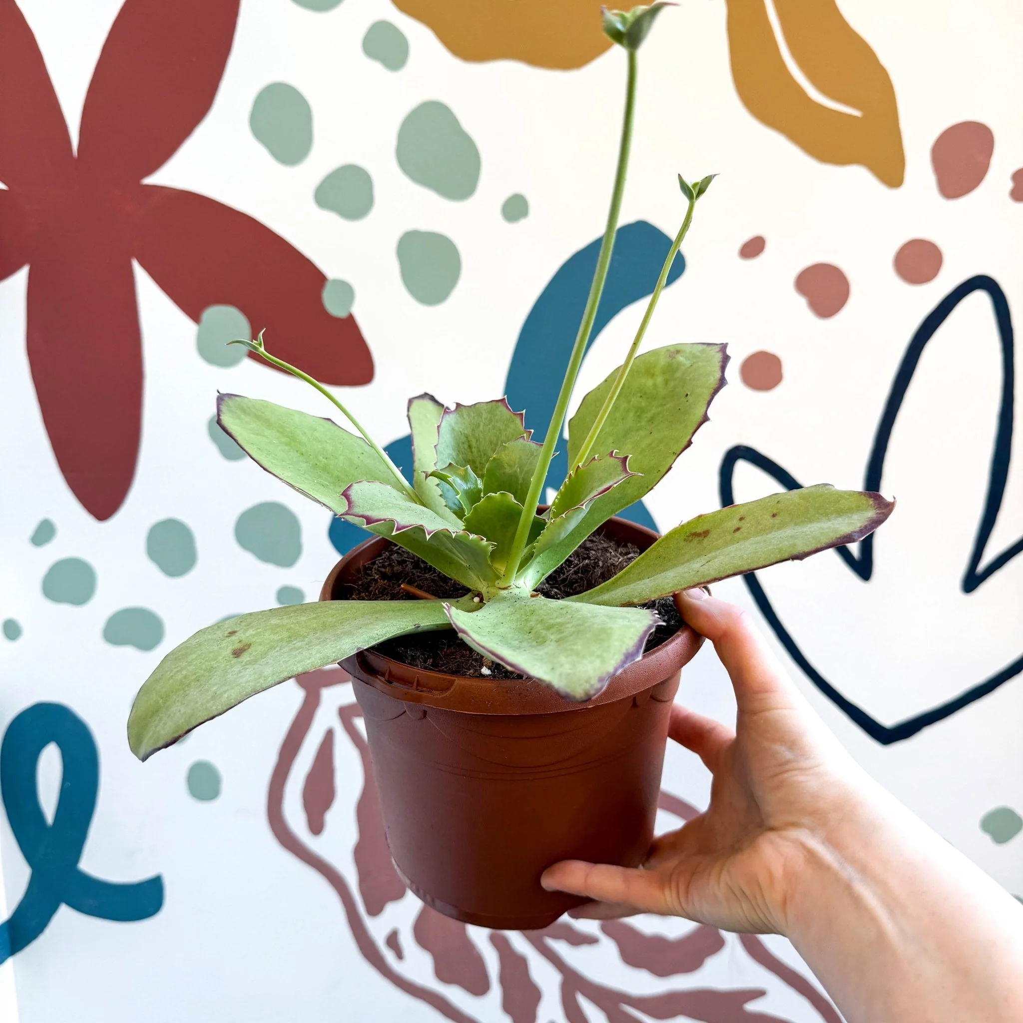 Kalanchoe synsepala – Walking Kalanchoe - Image 3