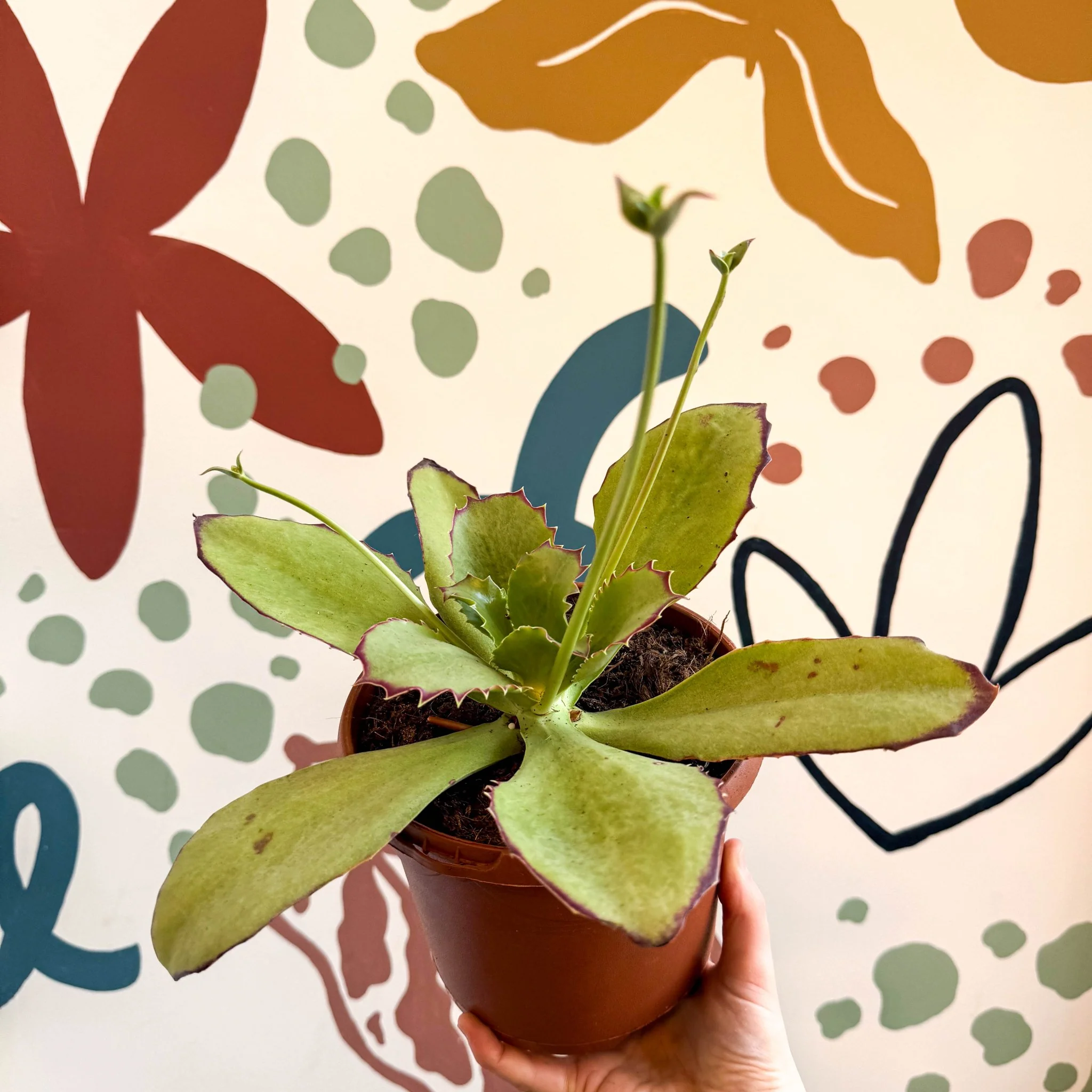 Kalanchoe synsepala – Walking Kalanchoe - Image 4