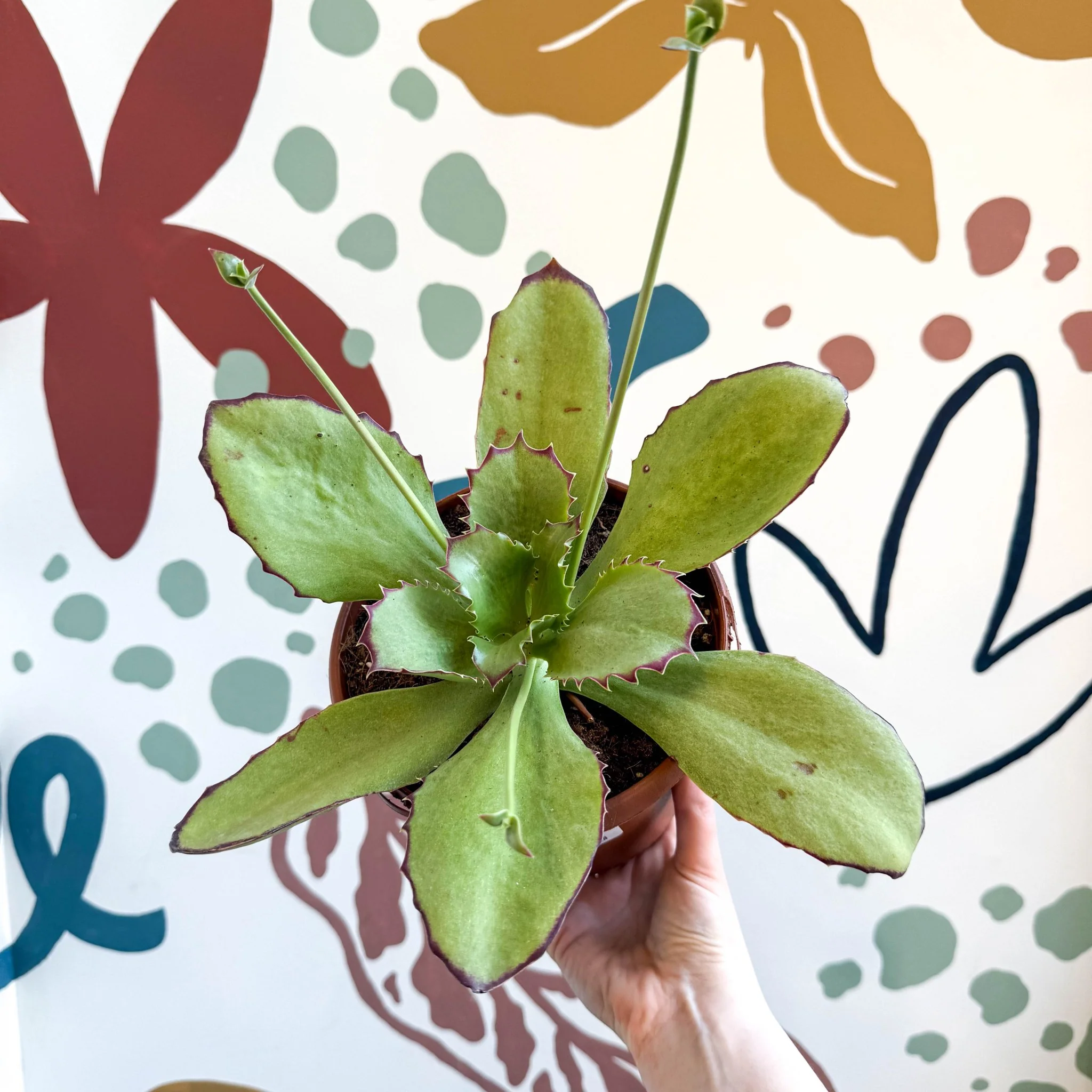 Kalanchoe synsepala – Walking Kalanchoe - Image 5