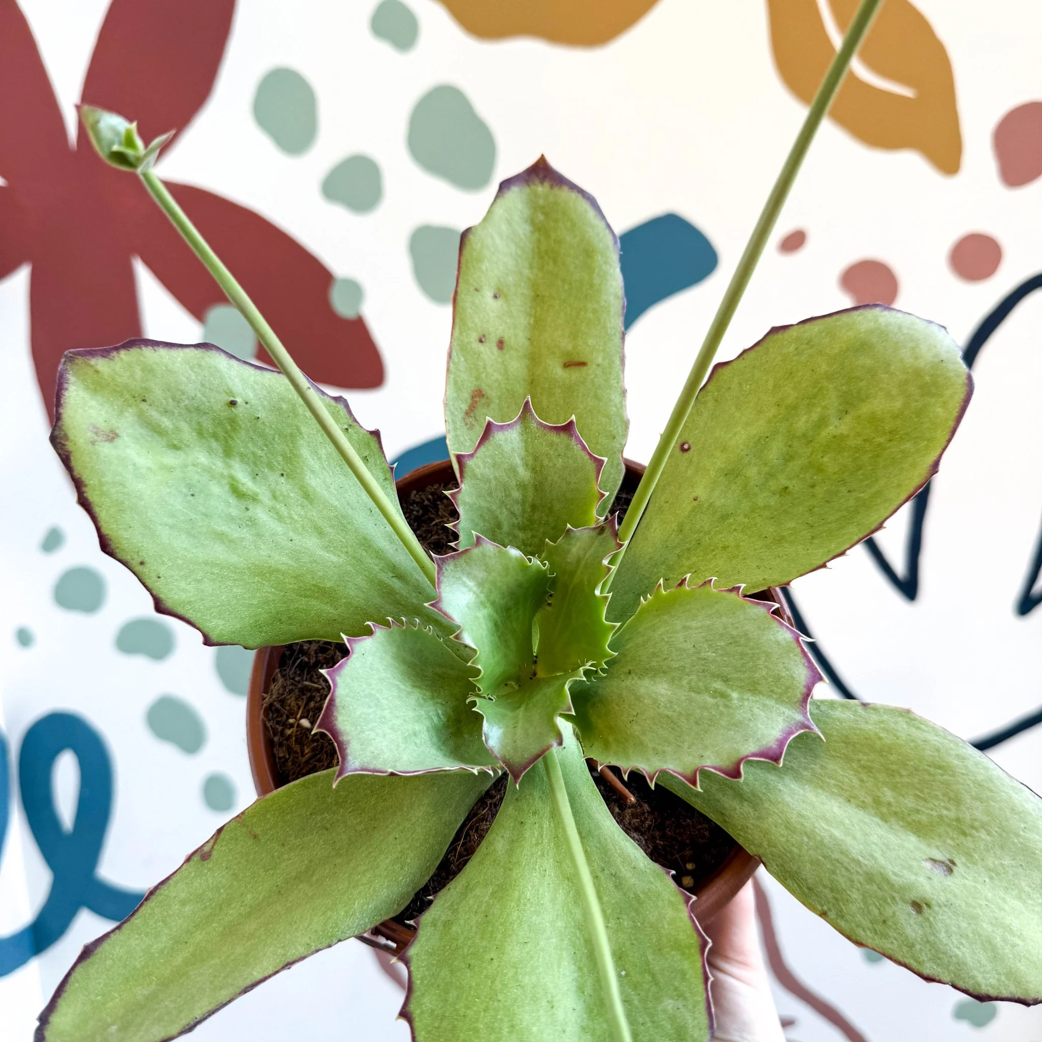 Kalanchoe synsepala – Walking Kalanchoe - Image 6