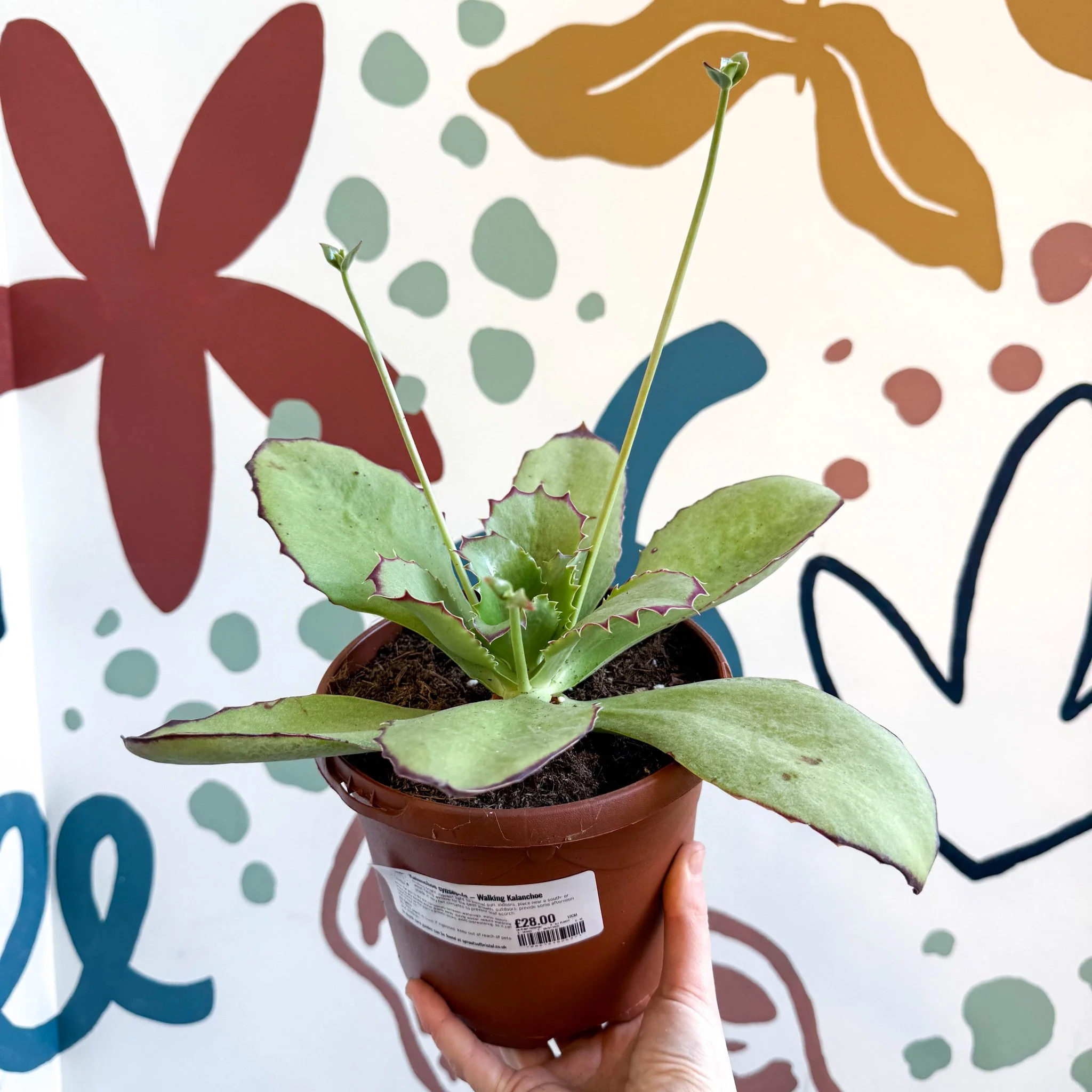 Kalanchoe synsepala – Walking Kalanchoe - Image 7