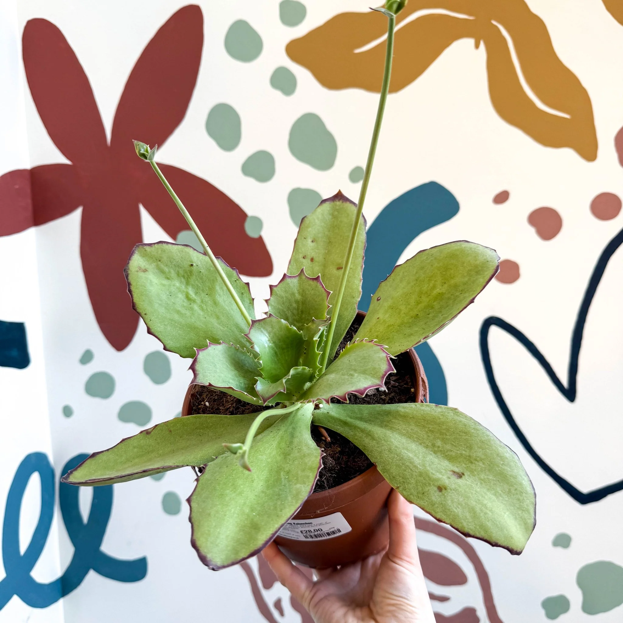 Kalanchoe synsepala – Walking Kalanchoe - Image 8