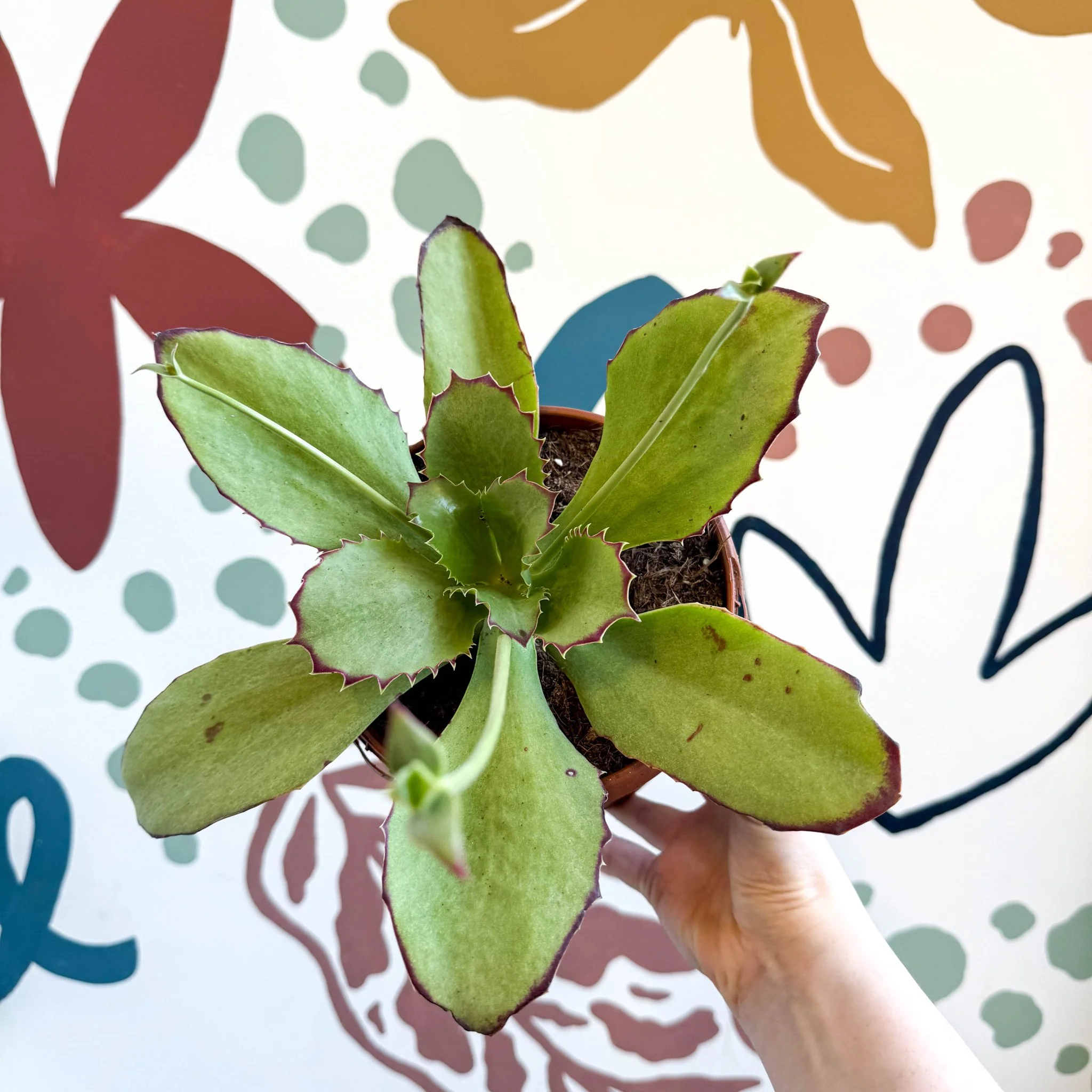 Kalanchoe synsepala – Walking Kalanchoe - Image 9