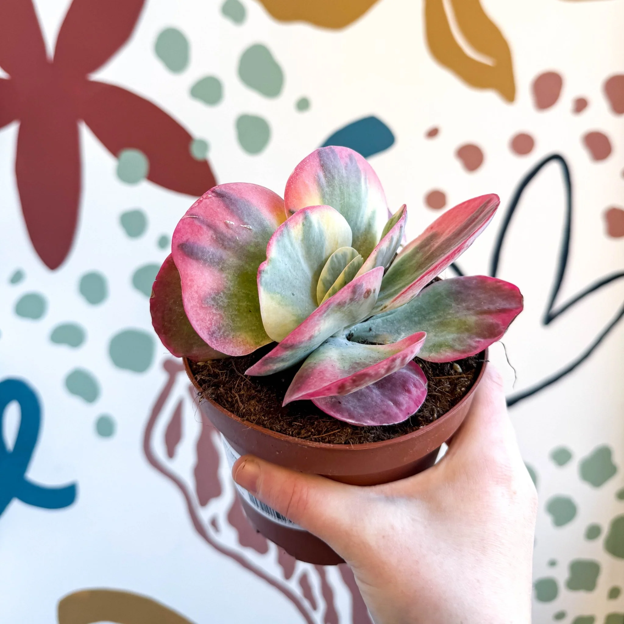 Kalanchoe thyrsiflora variegata – Variegated Flapjack Plant