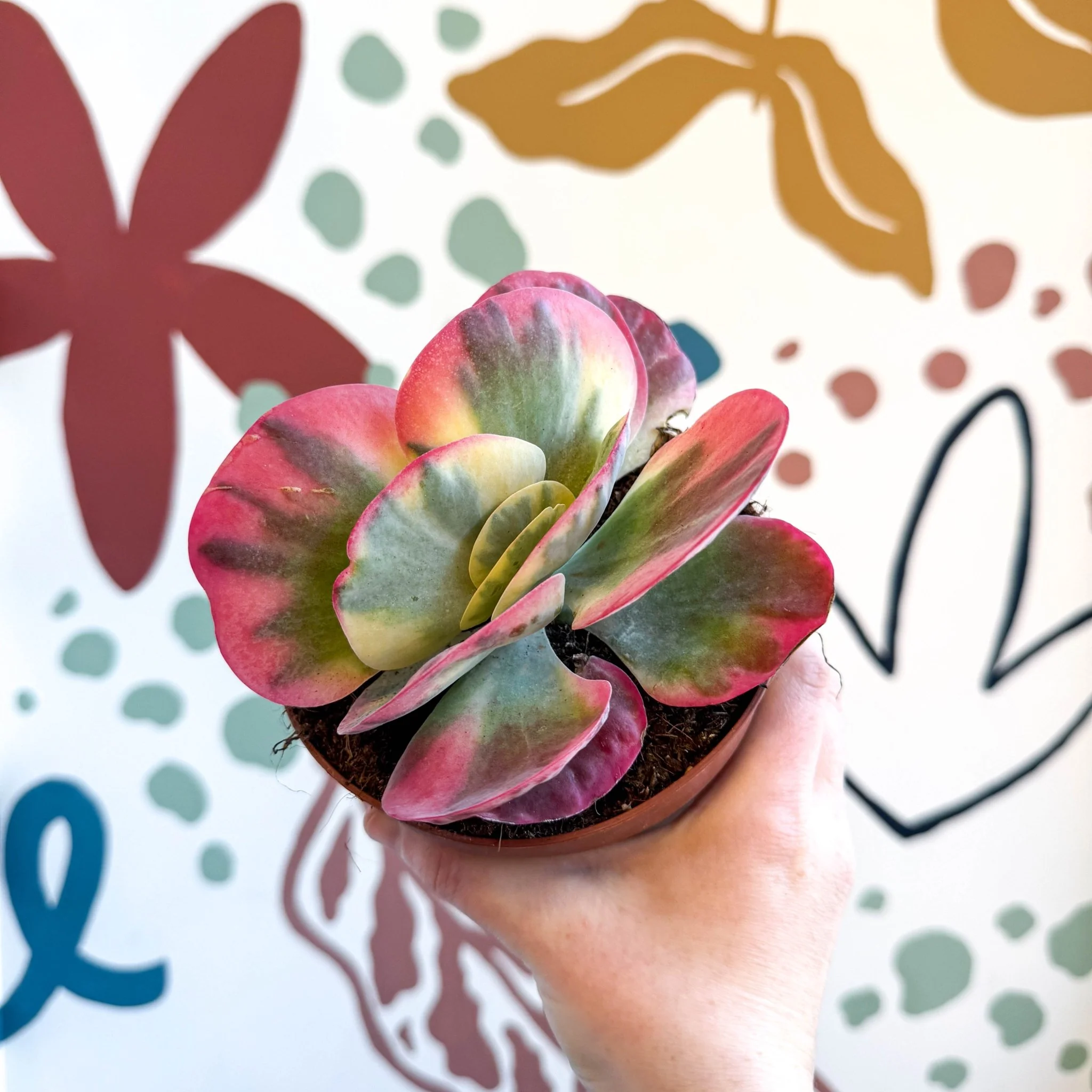 Kalanchoe thyrsiflora variegata – Variegated Flapjack Plant - Image 10