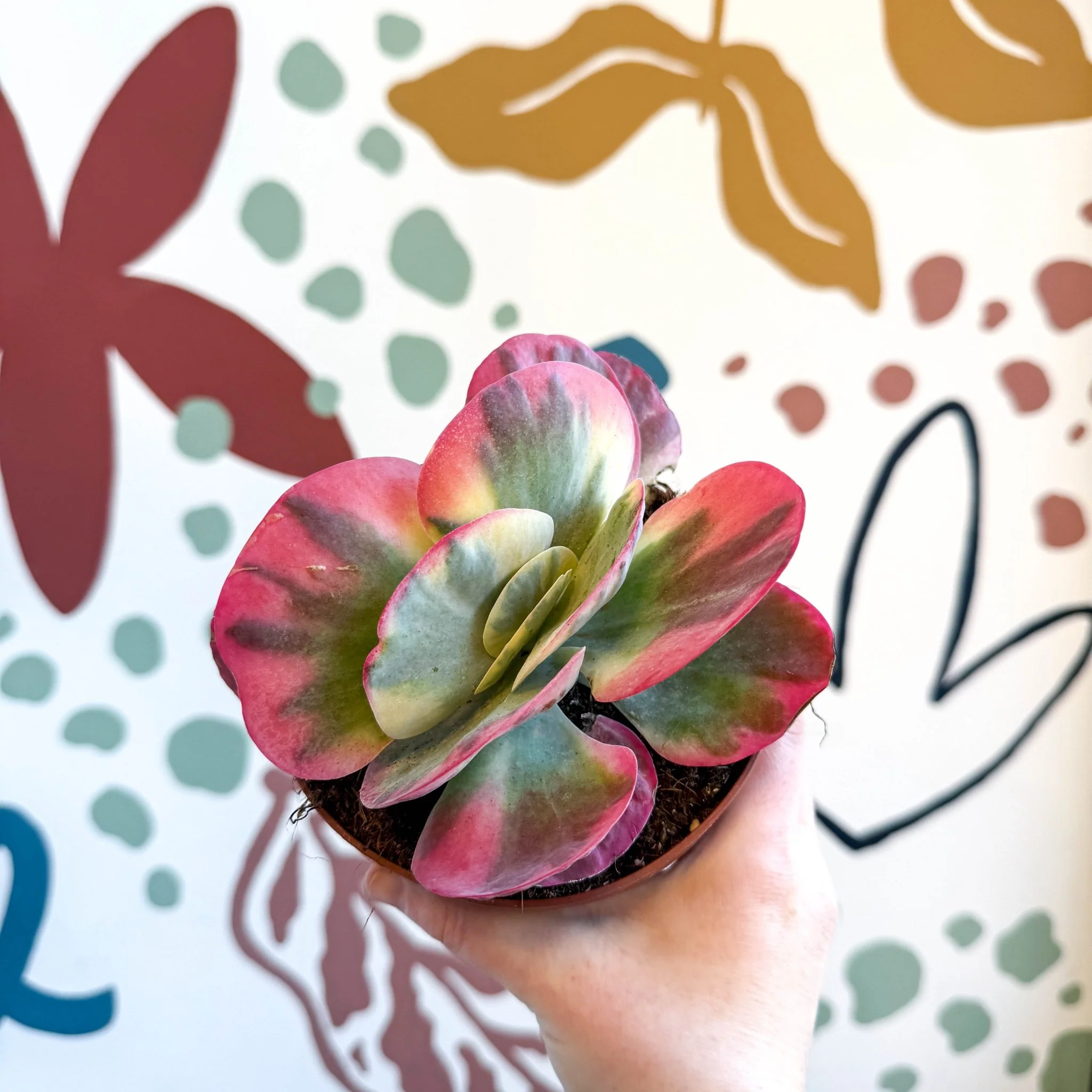 Kalanchoe thyrsiflora variegata – Variegated Flapjack Plant - Image 11