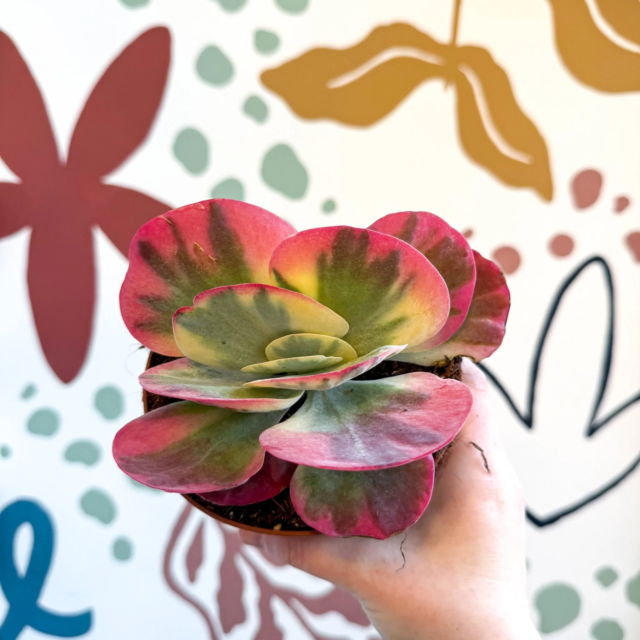 Kalanchoe thyrsiflora variegata – Variegated Flapjack Plant - Image 2