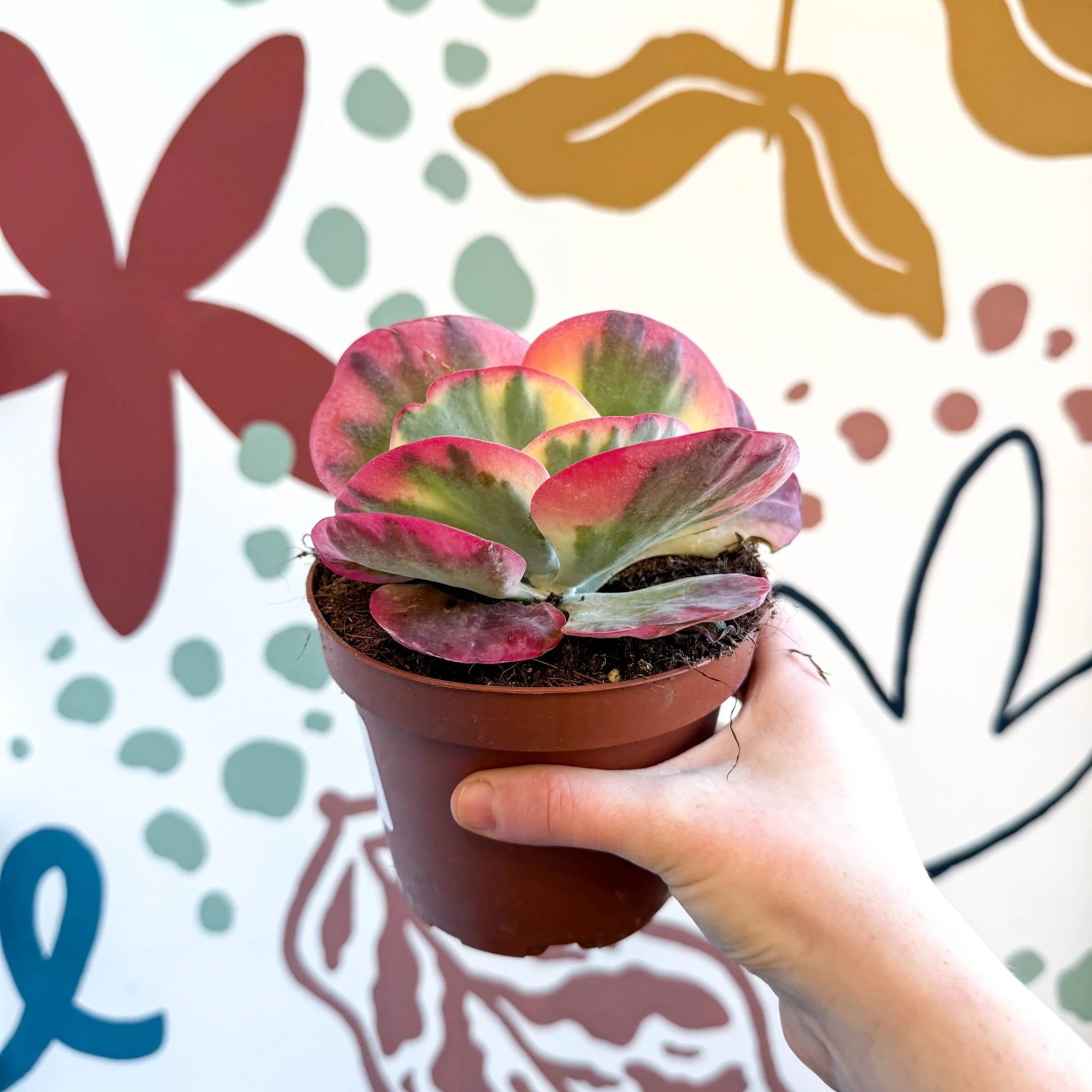 Kalanchoe thyrsiflora variegata – Variegated Flapjack Plant - Image 3