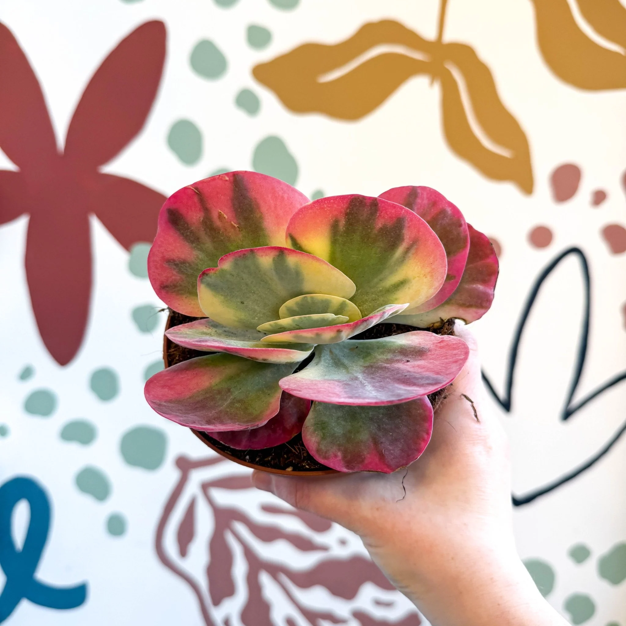 Kalanchoe thyrsiflora variegata – Variegated Flapjack Plant - Image 4