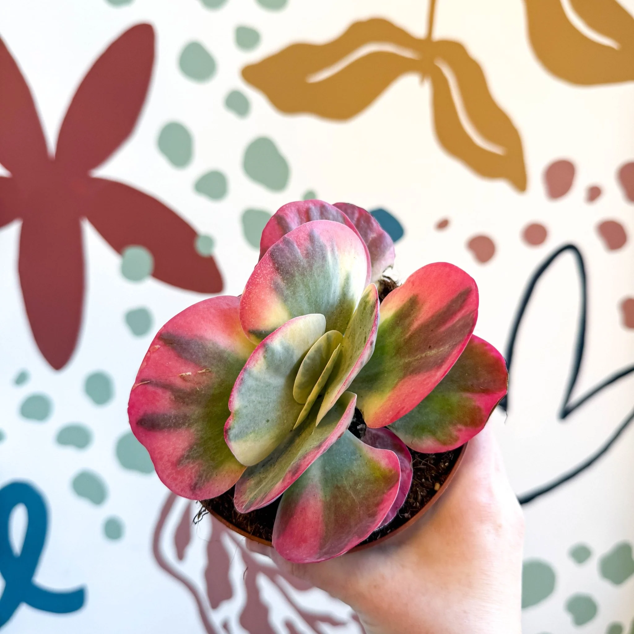 Kalanchoe thyrsiflora variegata – Variegated Flapjack Plant - Image 5