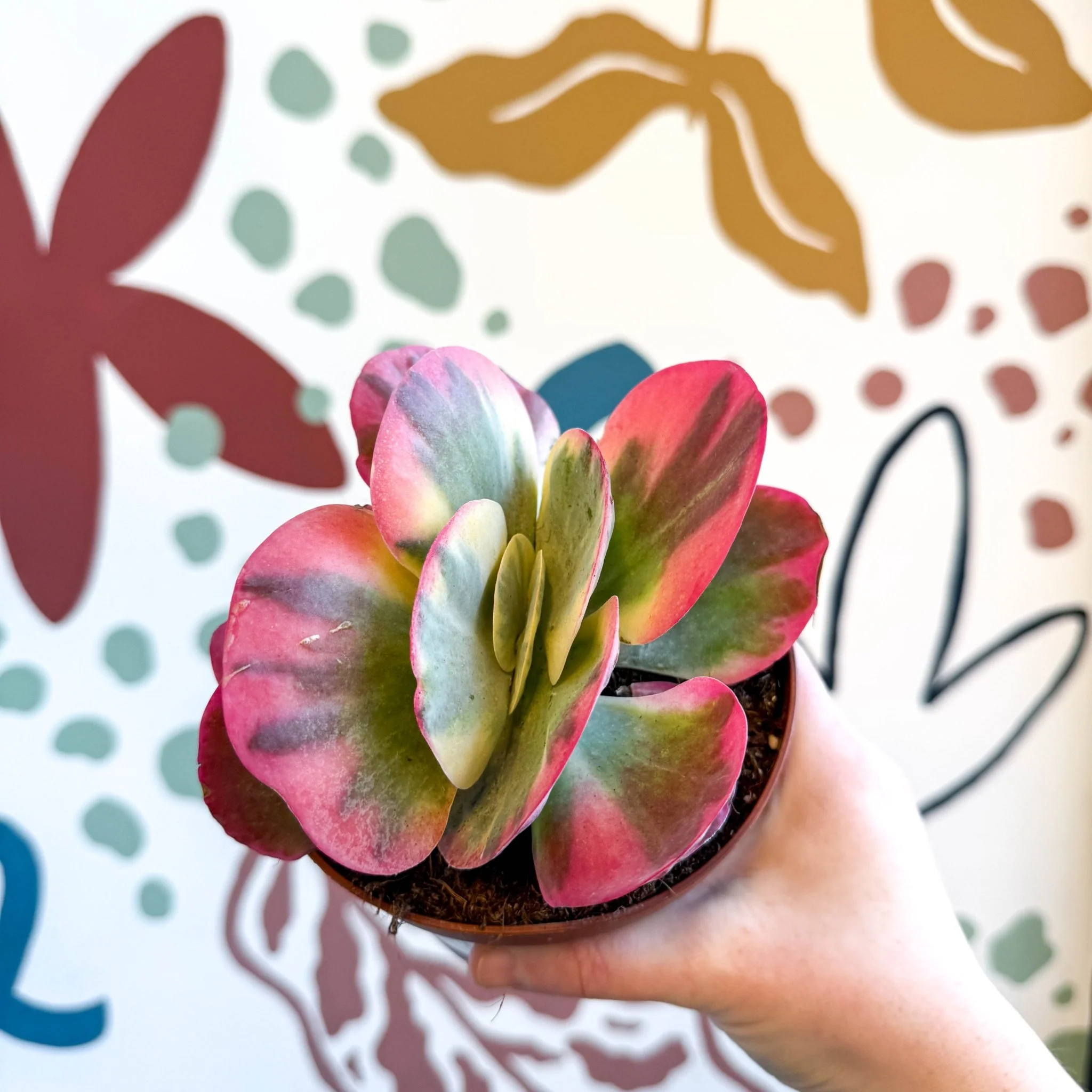 Kalanchoe thyrsiflora variegata – Variegated Flapjack Plant - Image 6