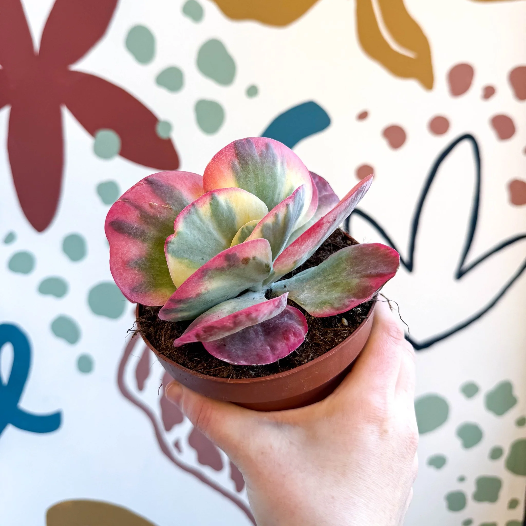 Kalanchoe thyrsiflora variegata – Variegated Flapjack Plant - Image 7