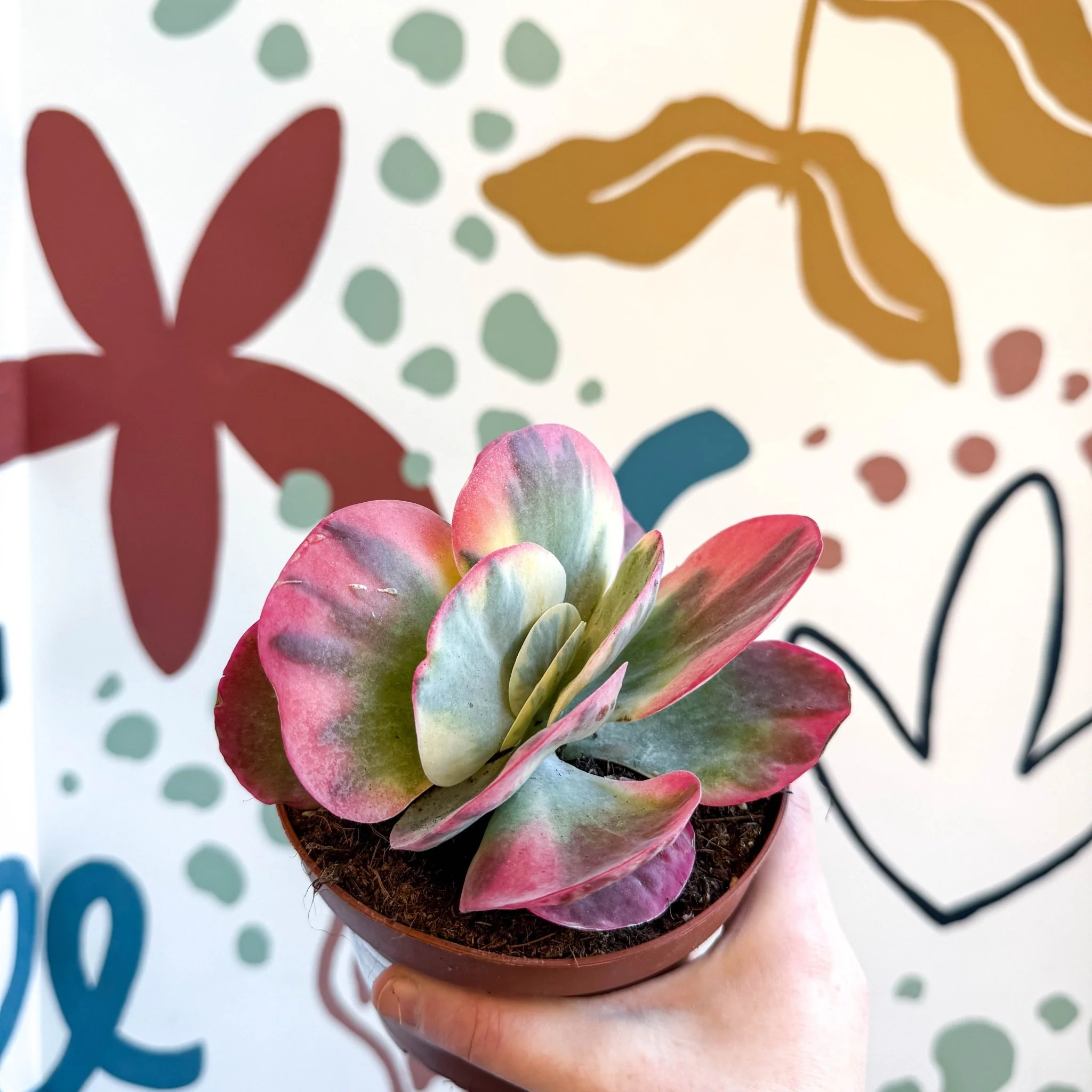 Kalanchoe thyrsiflora variegata – Variegated Flapjack Plant - Image 8